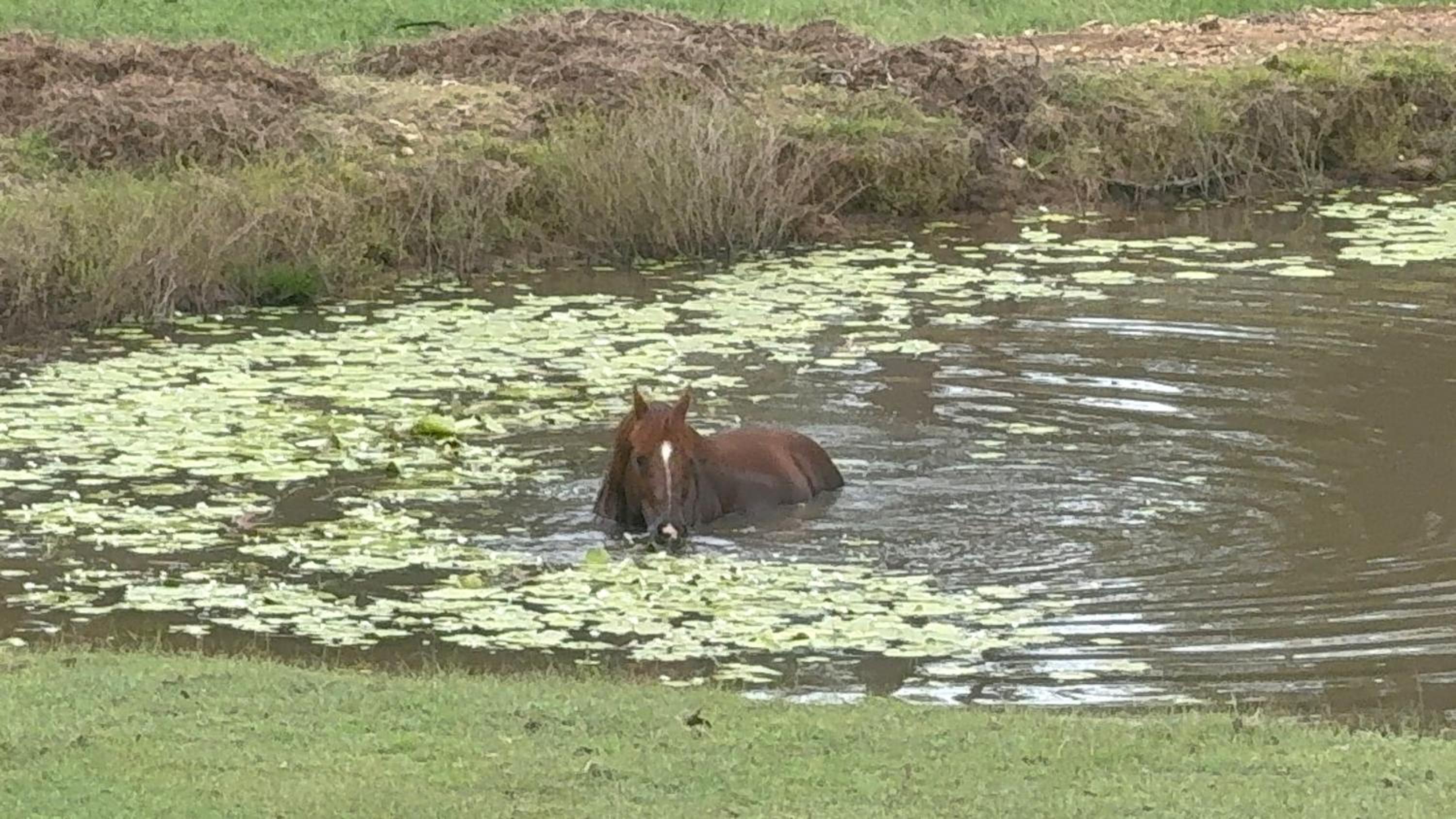 Sunrise Quarter Horse Stud
