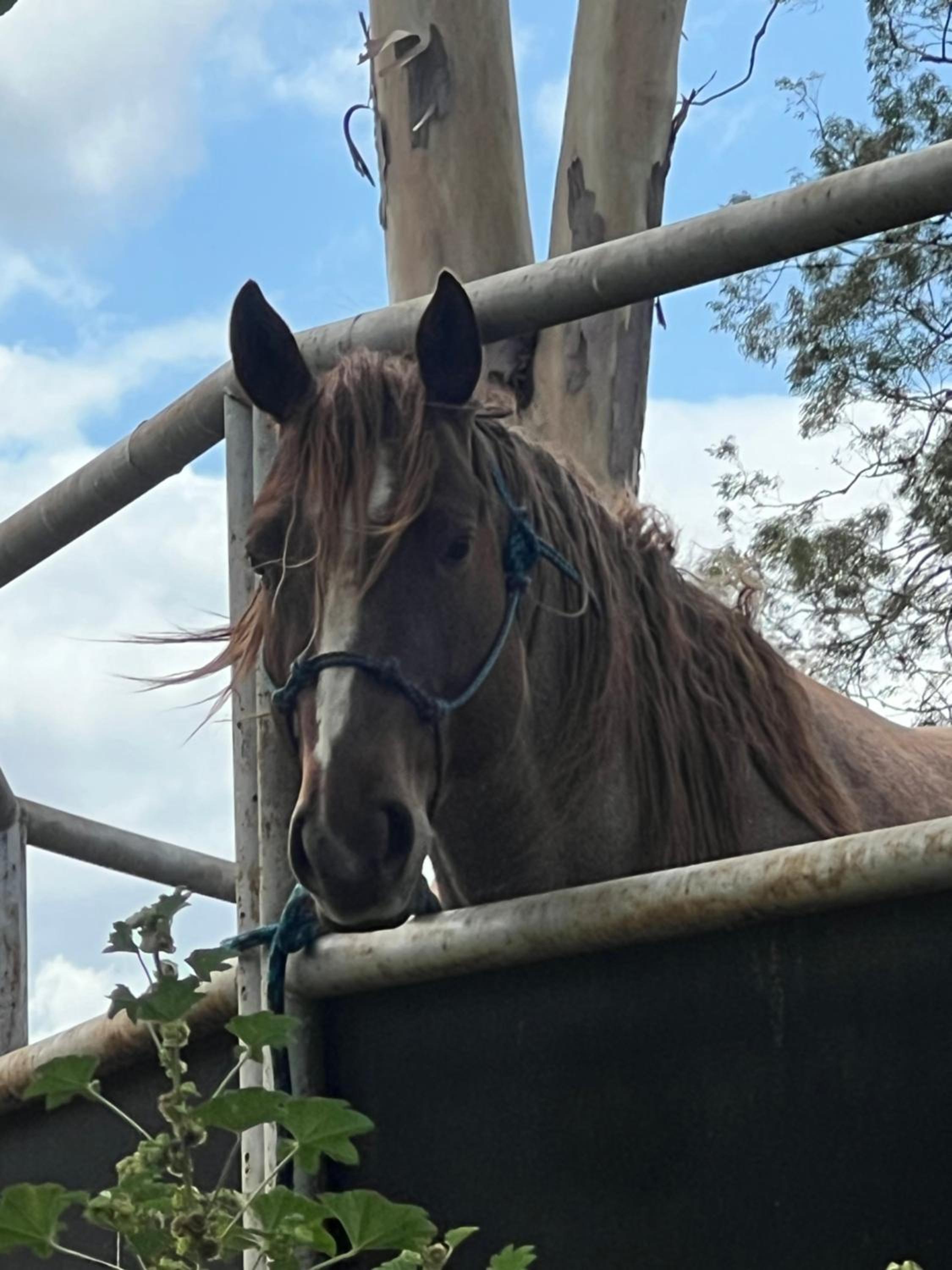 Sunrise Quarter Horse Stud
