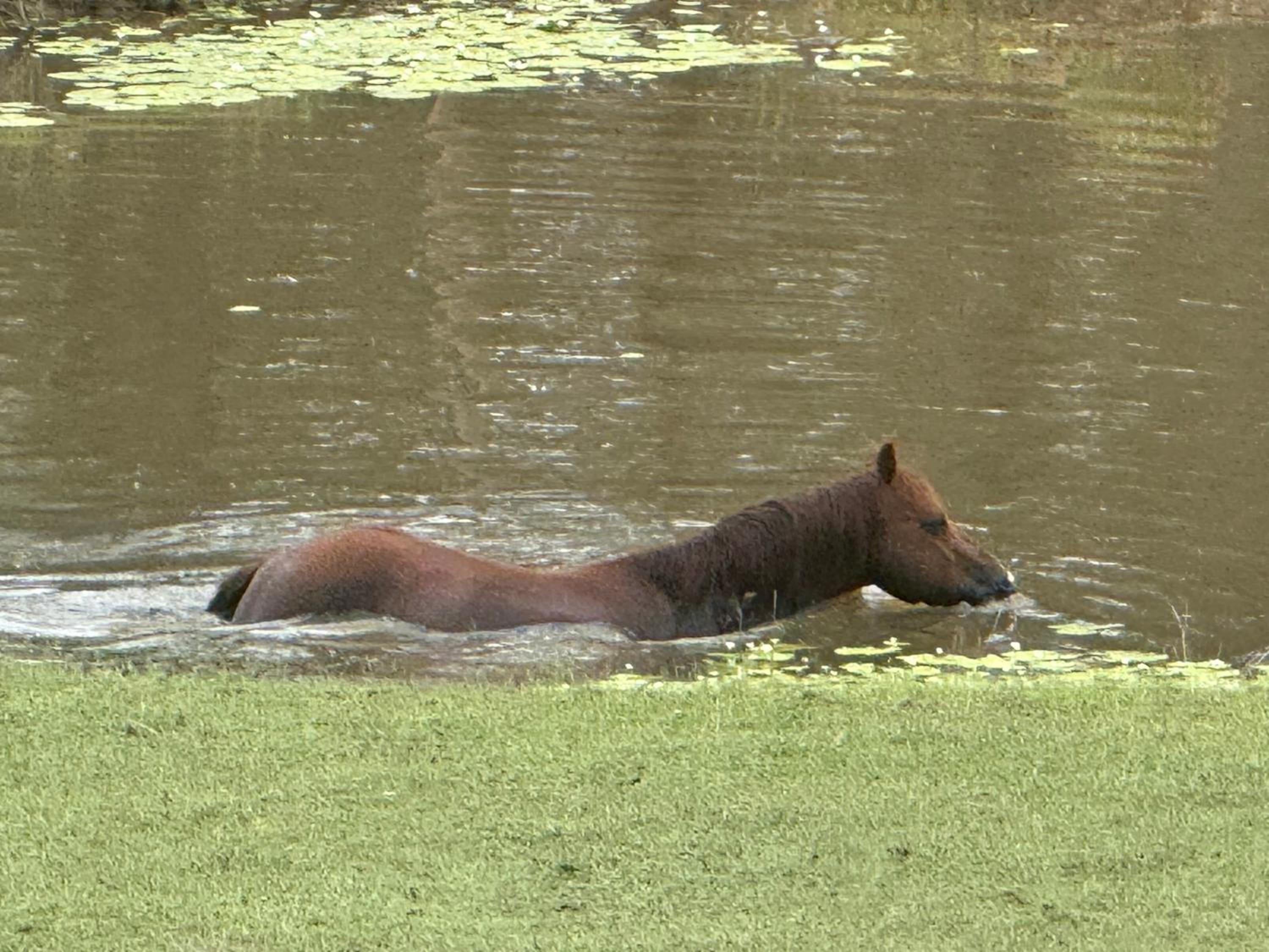 Sunrise Quarter Horse Stud