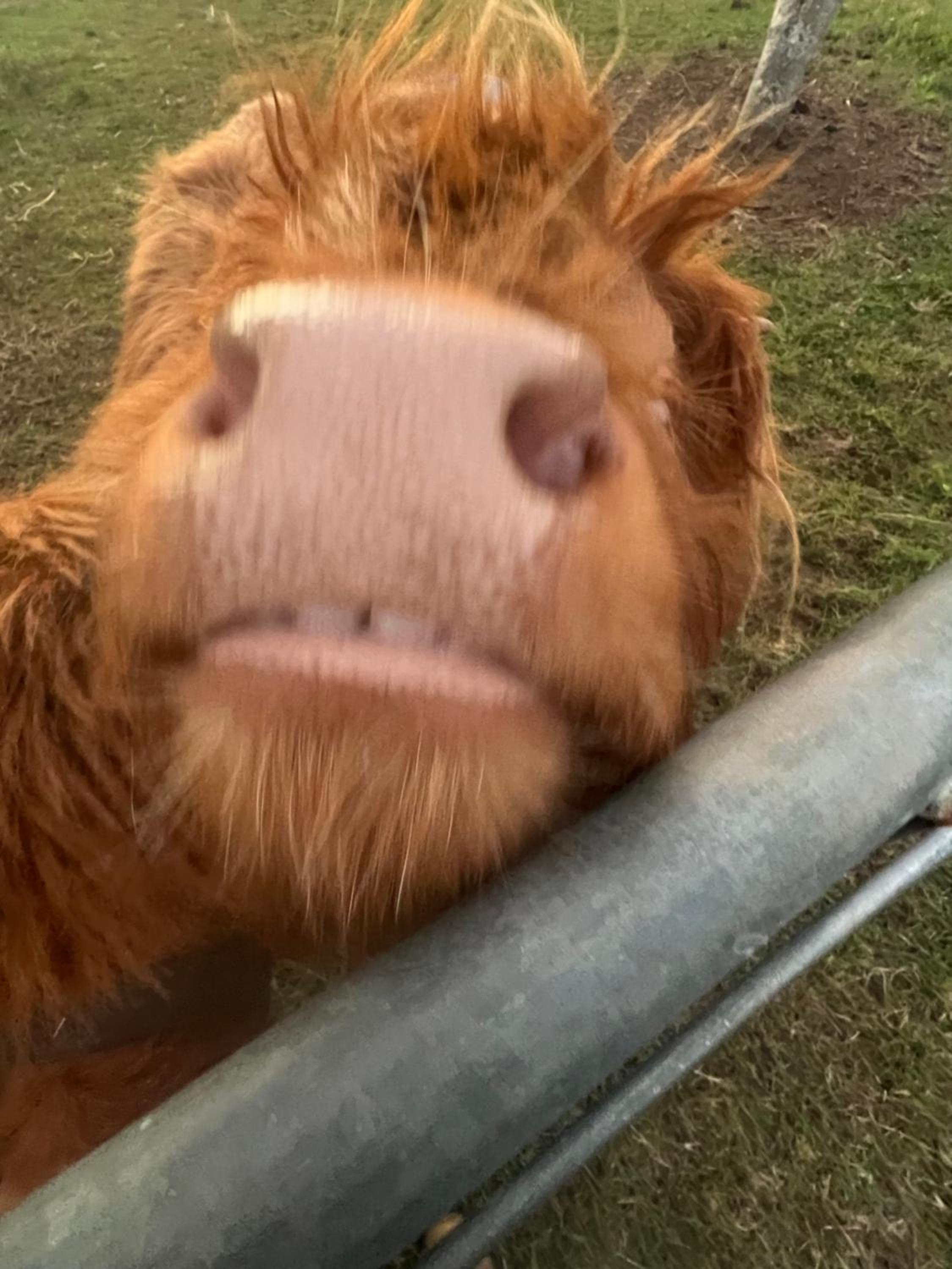 Sunrise Quarter Horse Stud