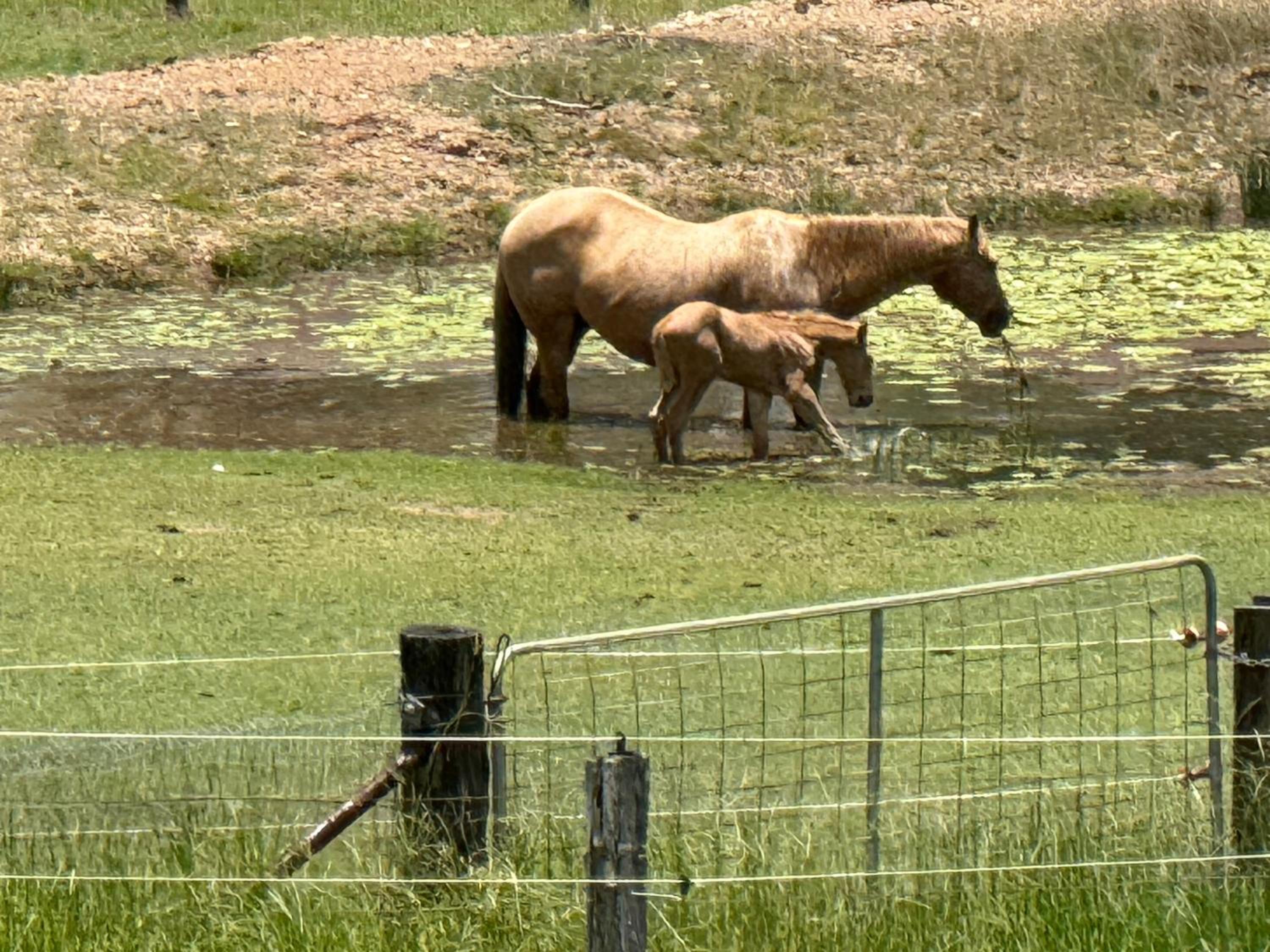 Sunrise Quarter Horse Stud