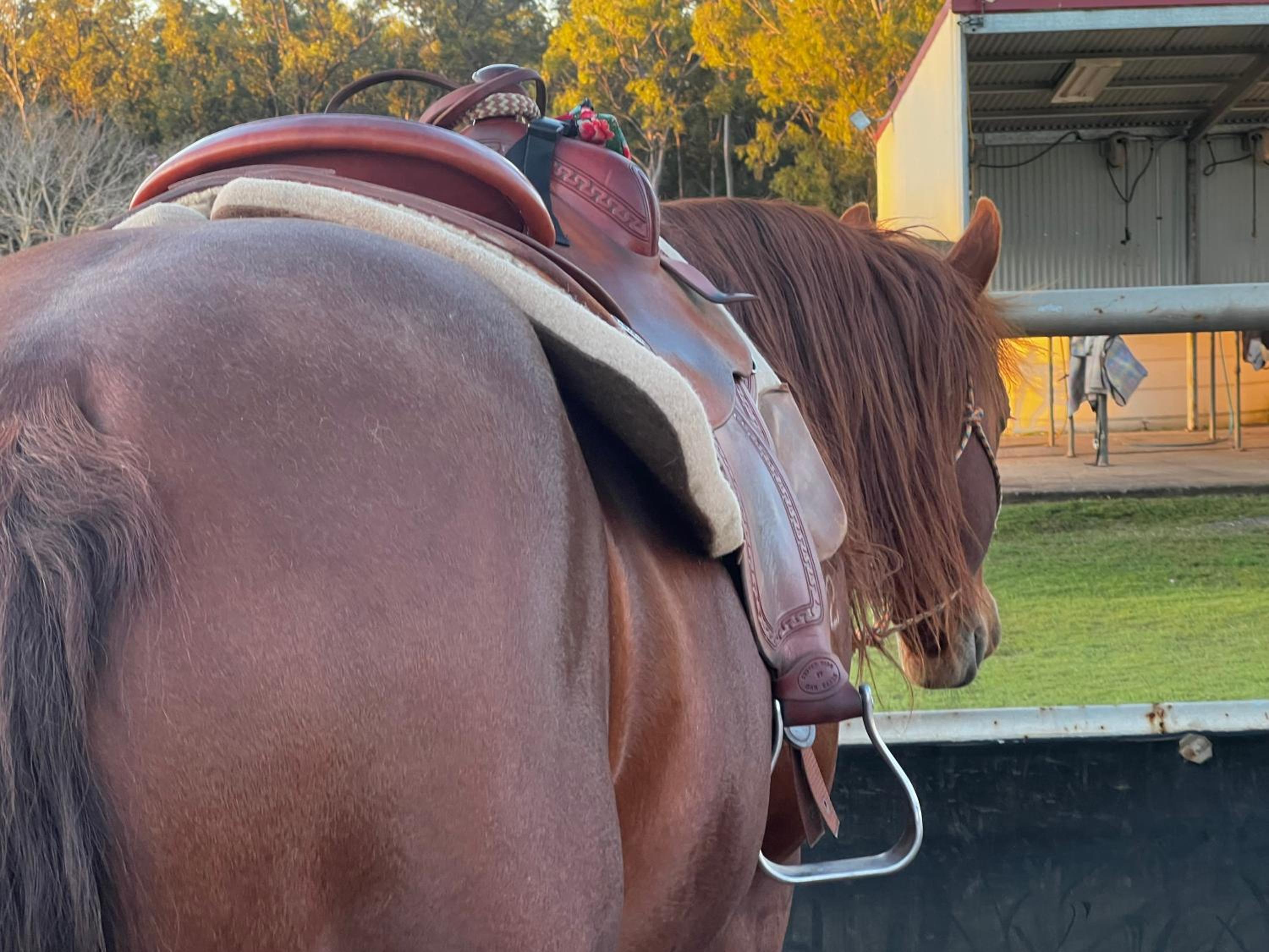Sunrise Quarter Horse Stud