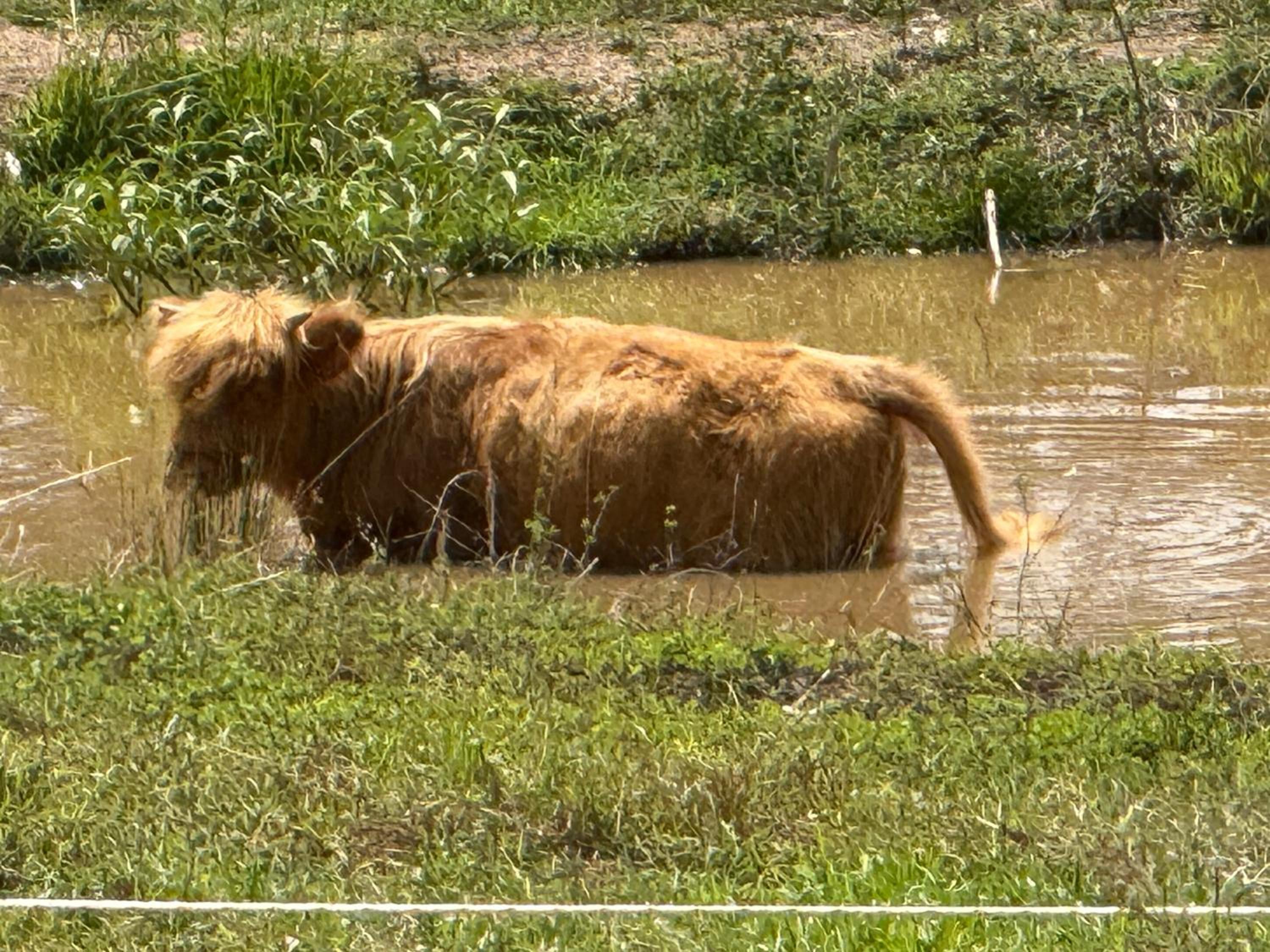 Sunrise Quarter Horse Stud