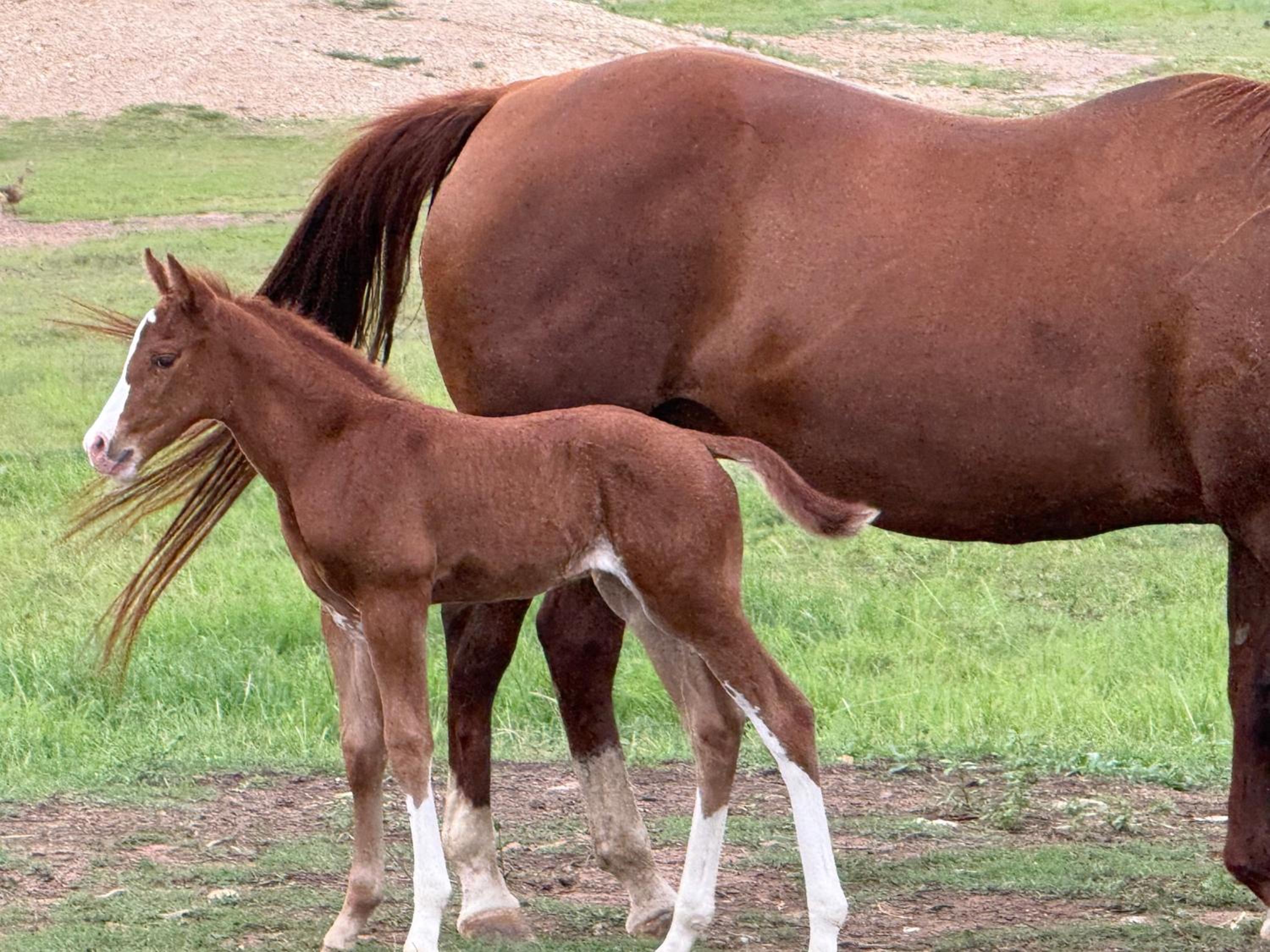 Sunrise Quarter Horse Stud