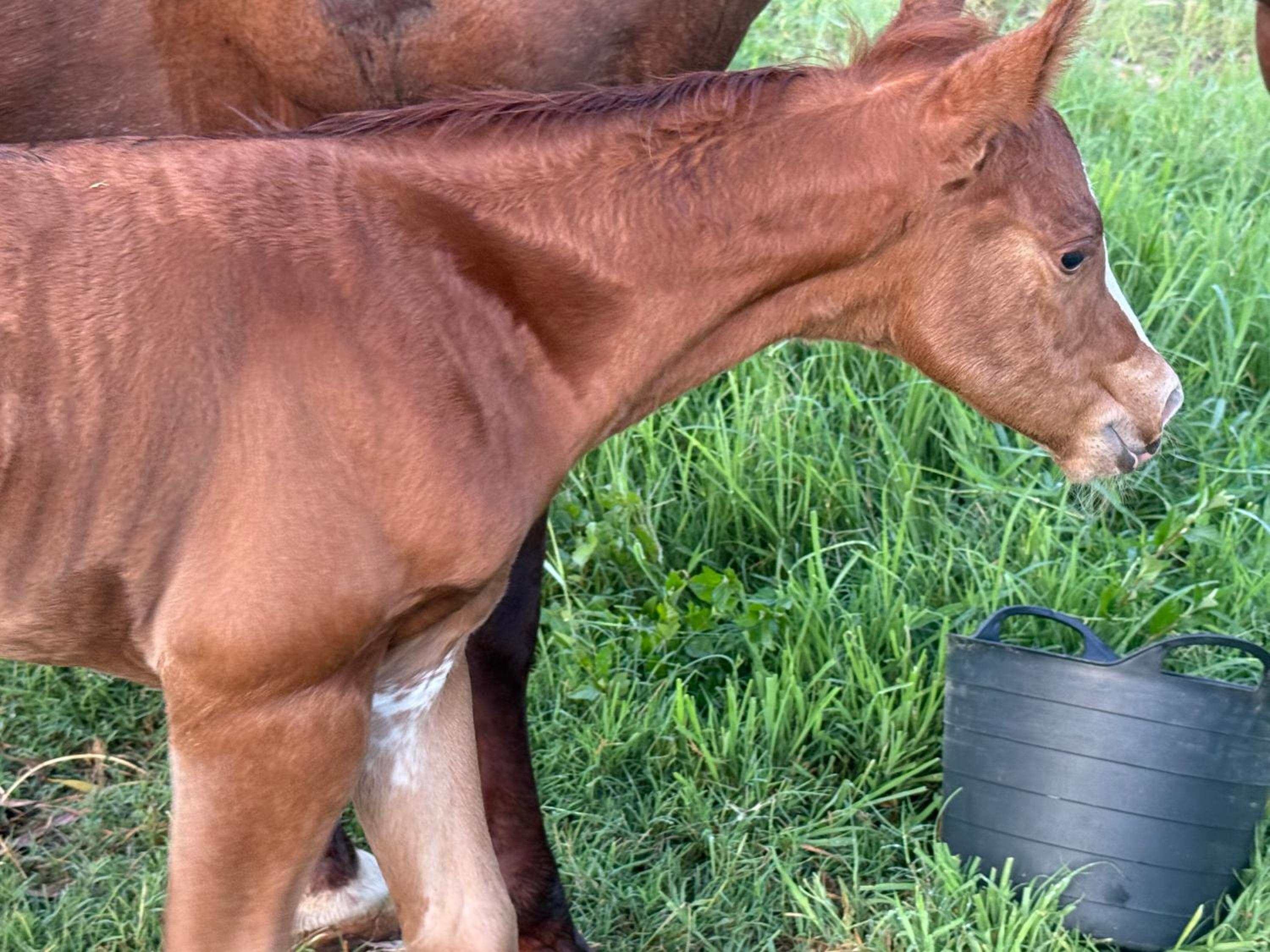 Sunrise Quarter Horse Stud