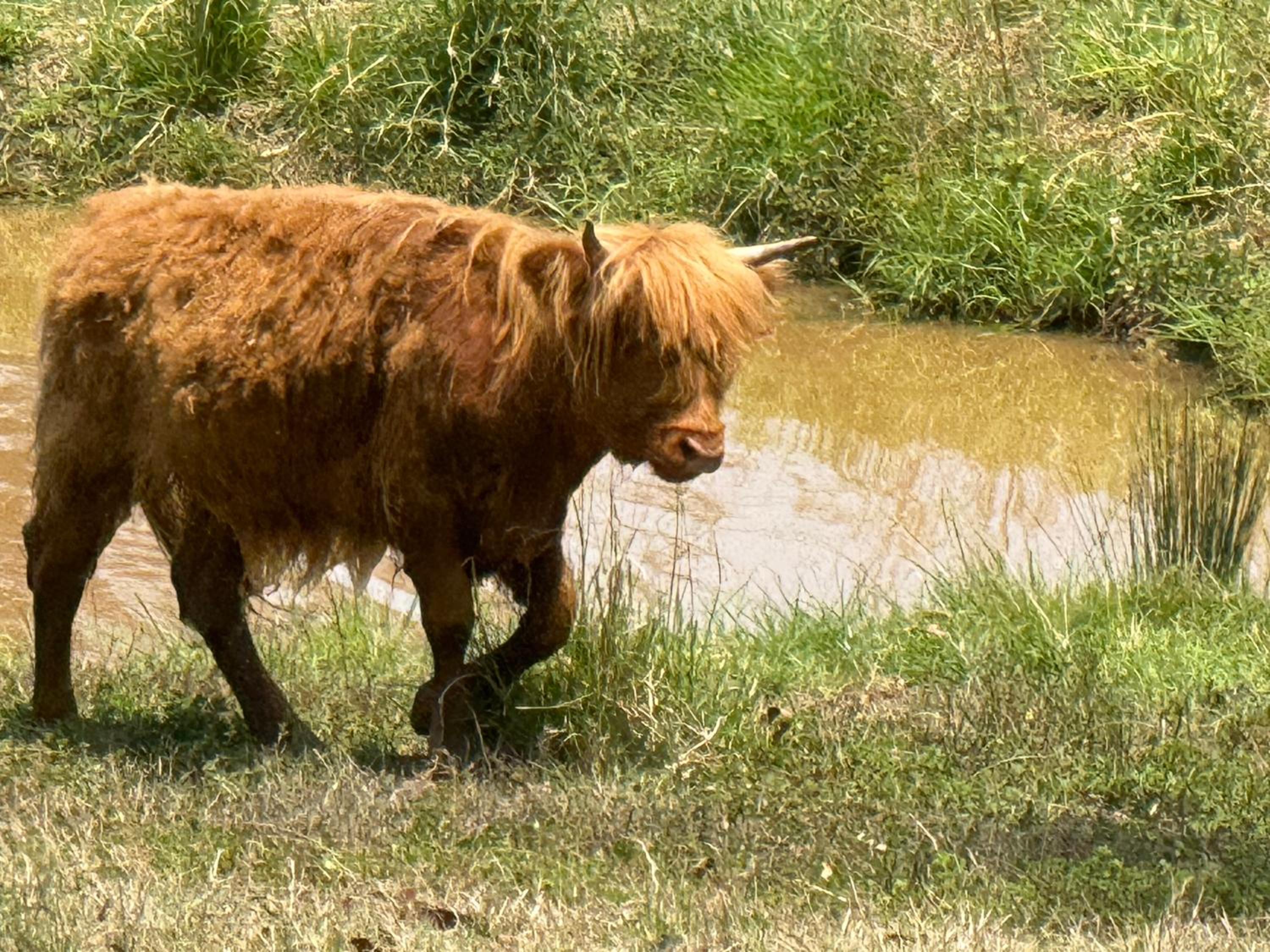 Sunrise Quarter Horse Stud