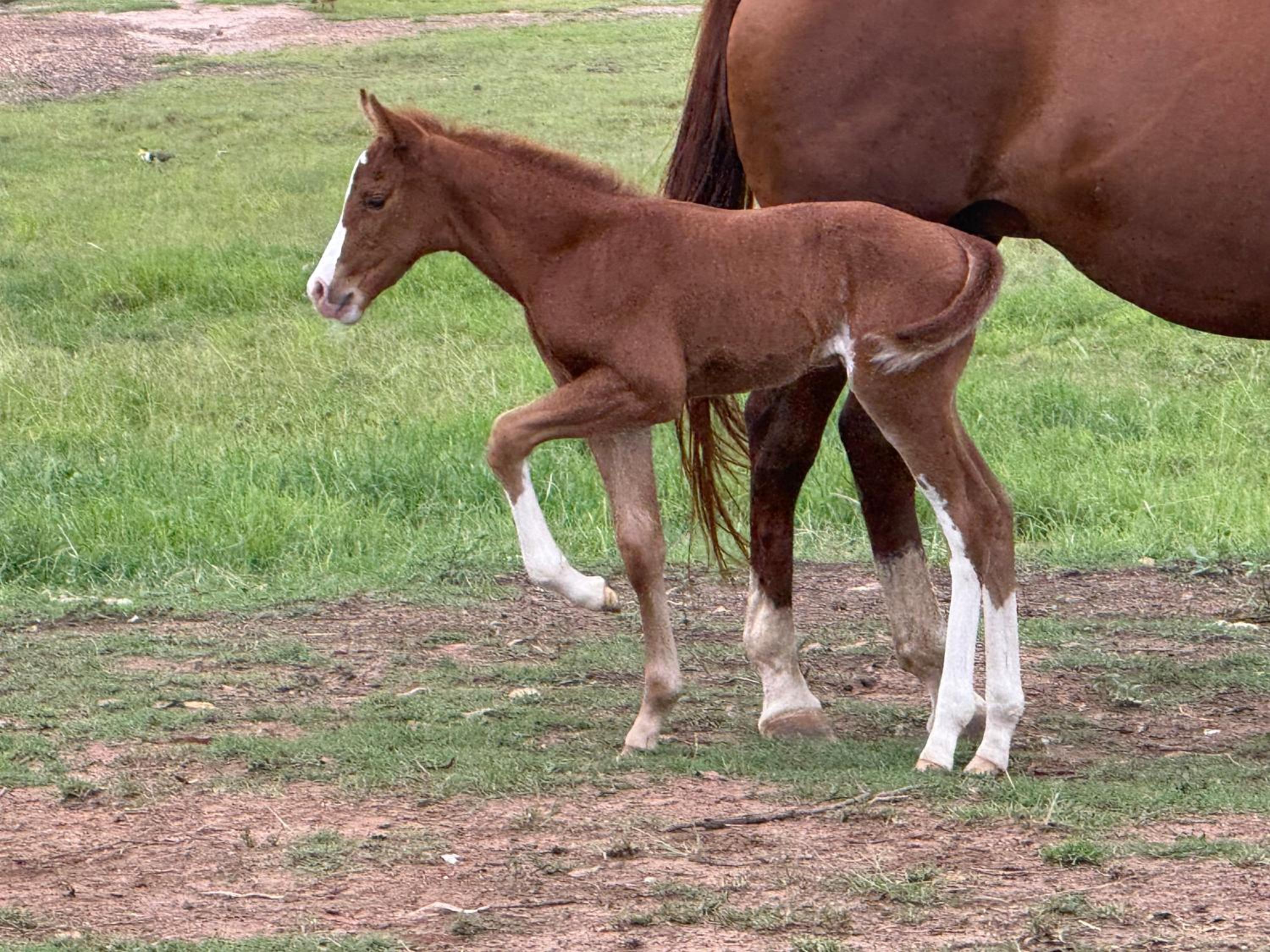 Sunrise Quarter Horse Stud