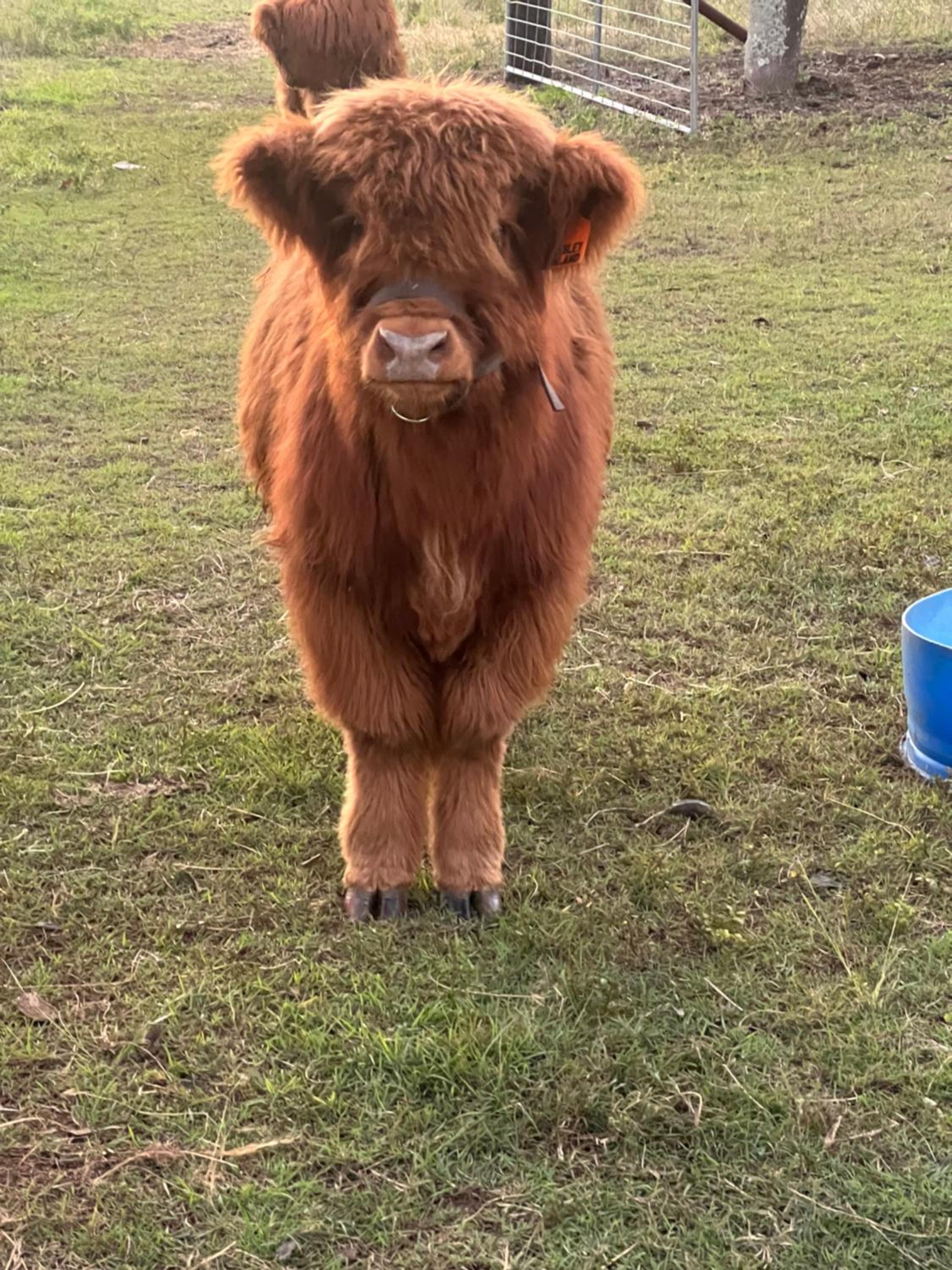 Sunrise Quarter Horse Stud
