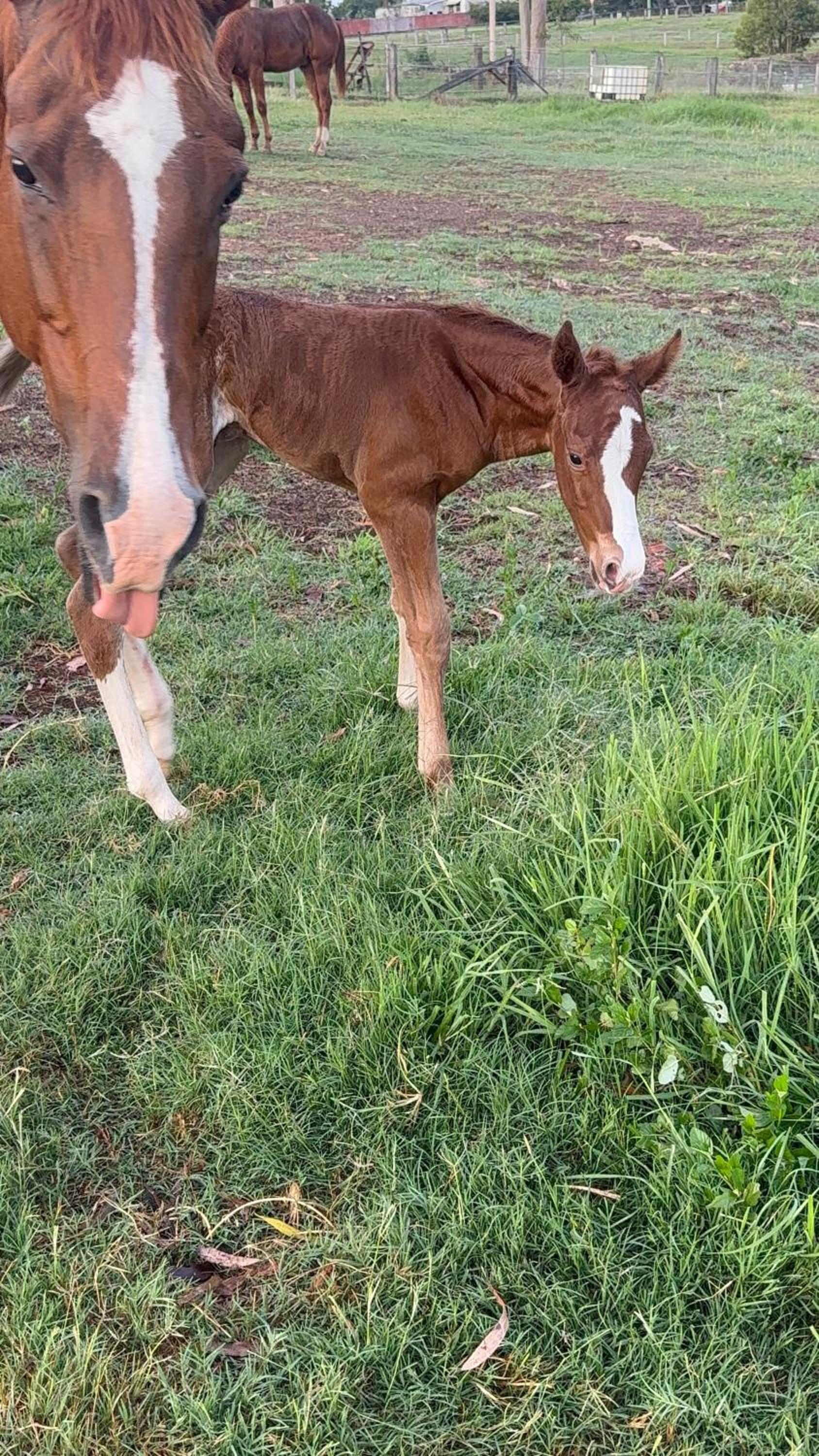 Sunrise Quarter Horse Stud