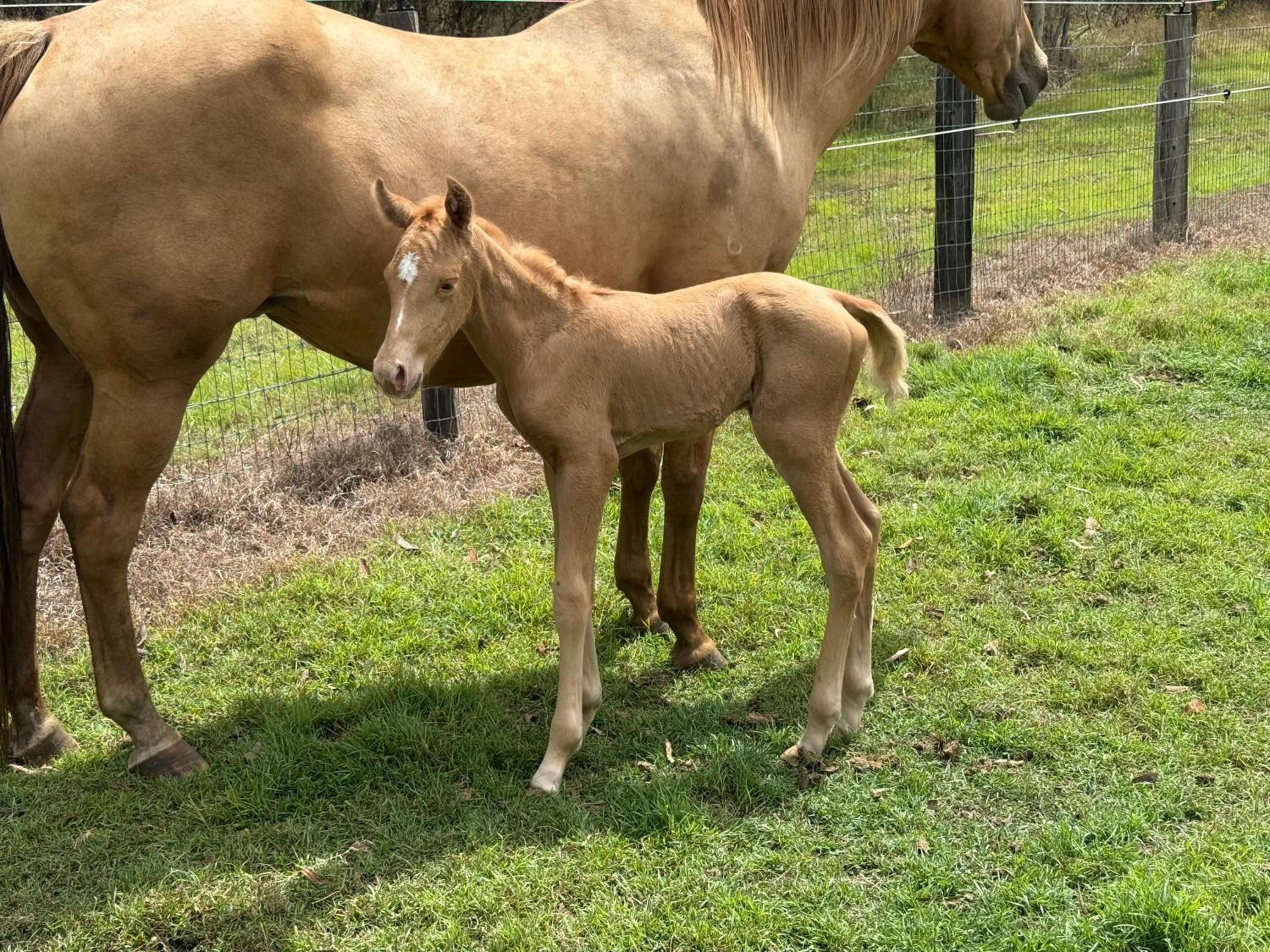 Sunrise Quarter Horse Stud