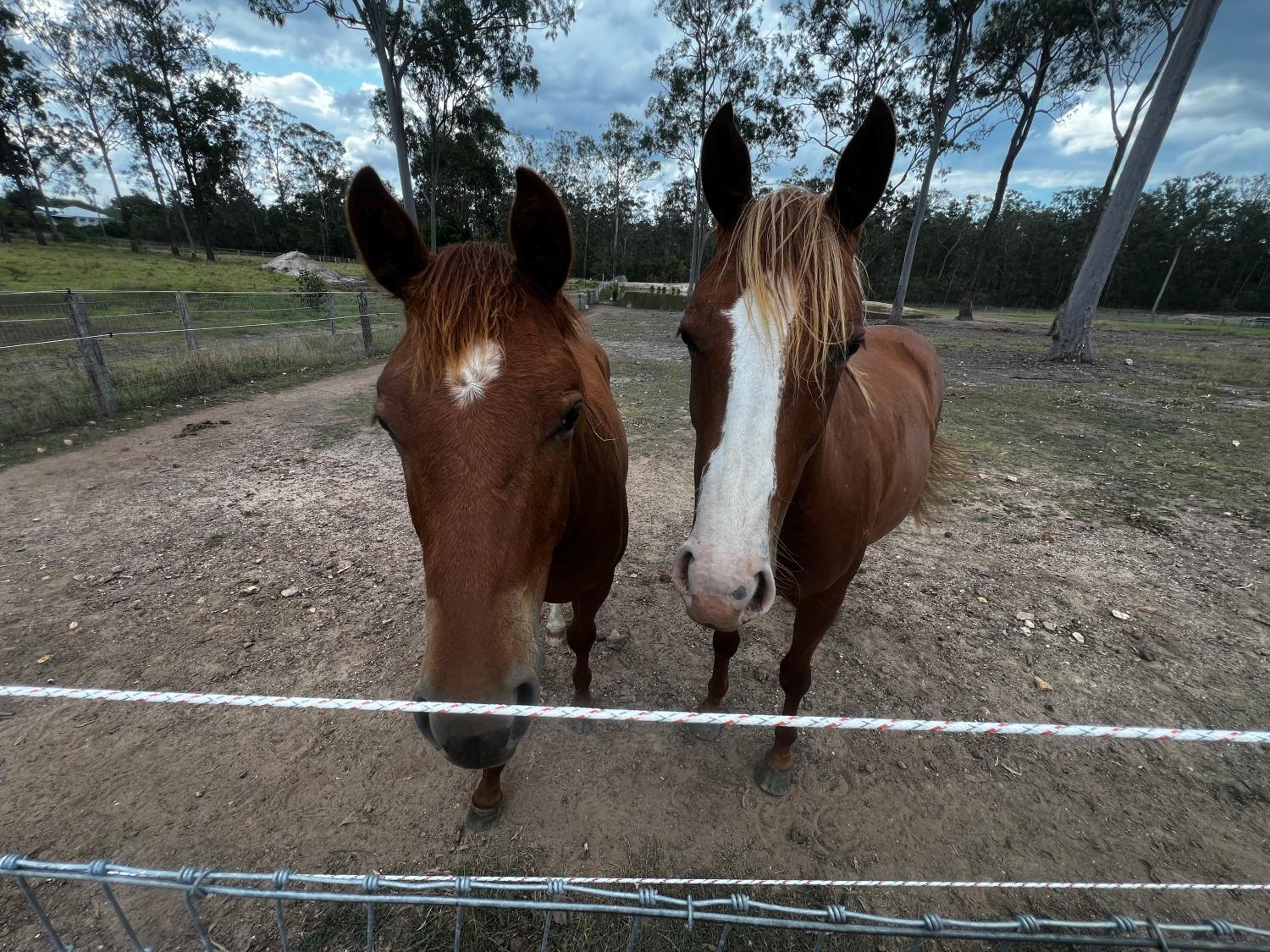 Sunrise Quarter Horse Stud
