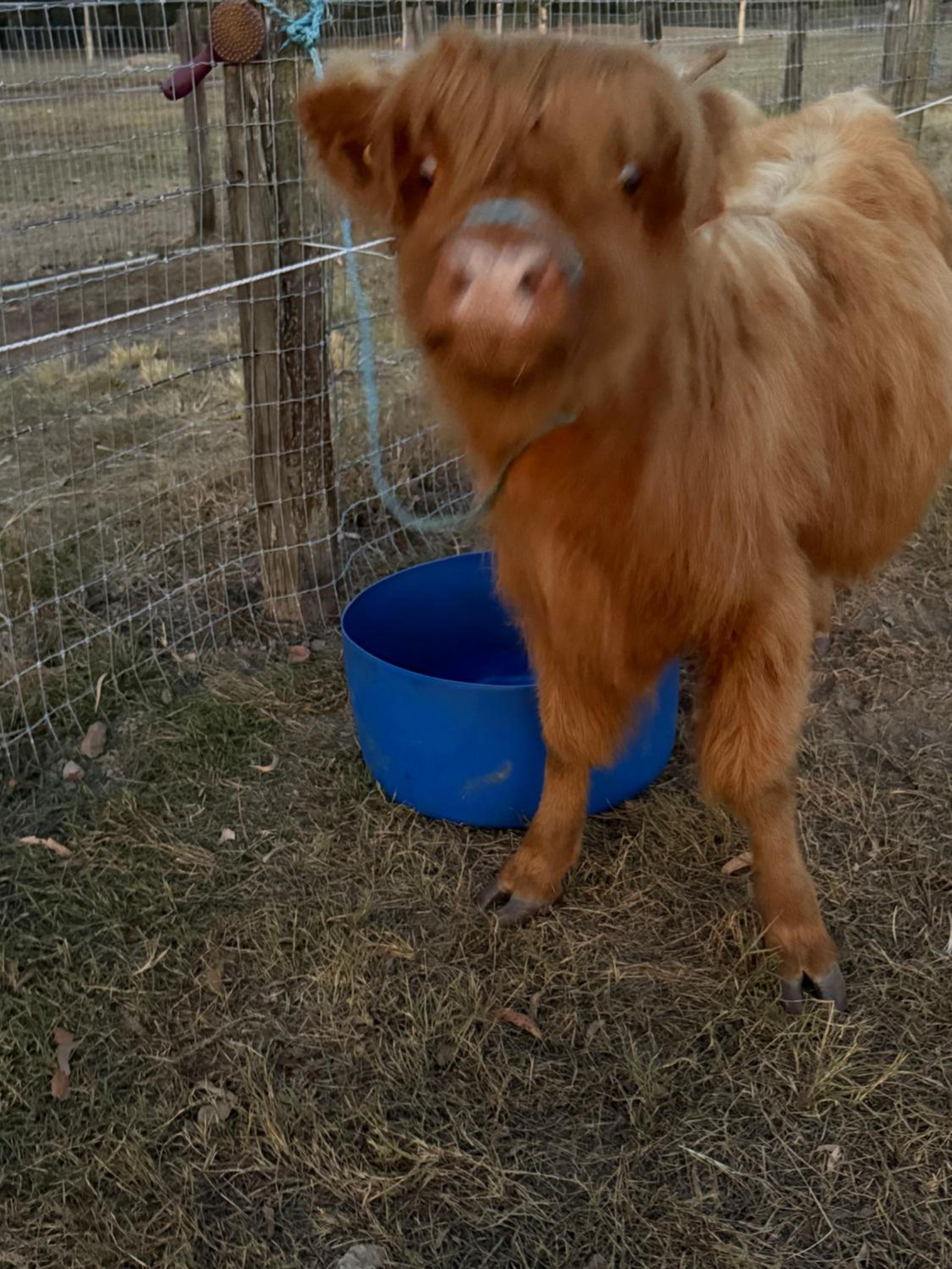 Sunrise Quarter Horse Stud