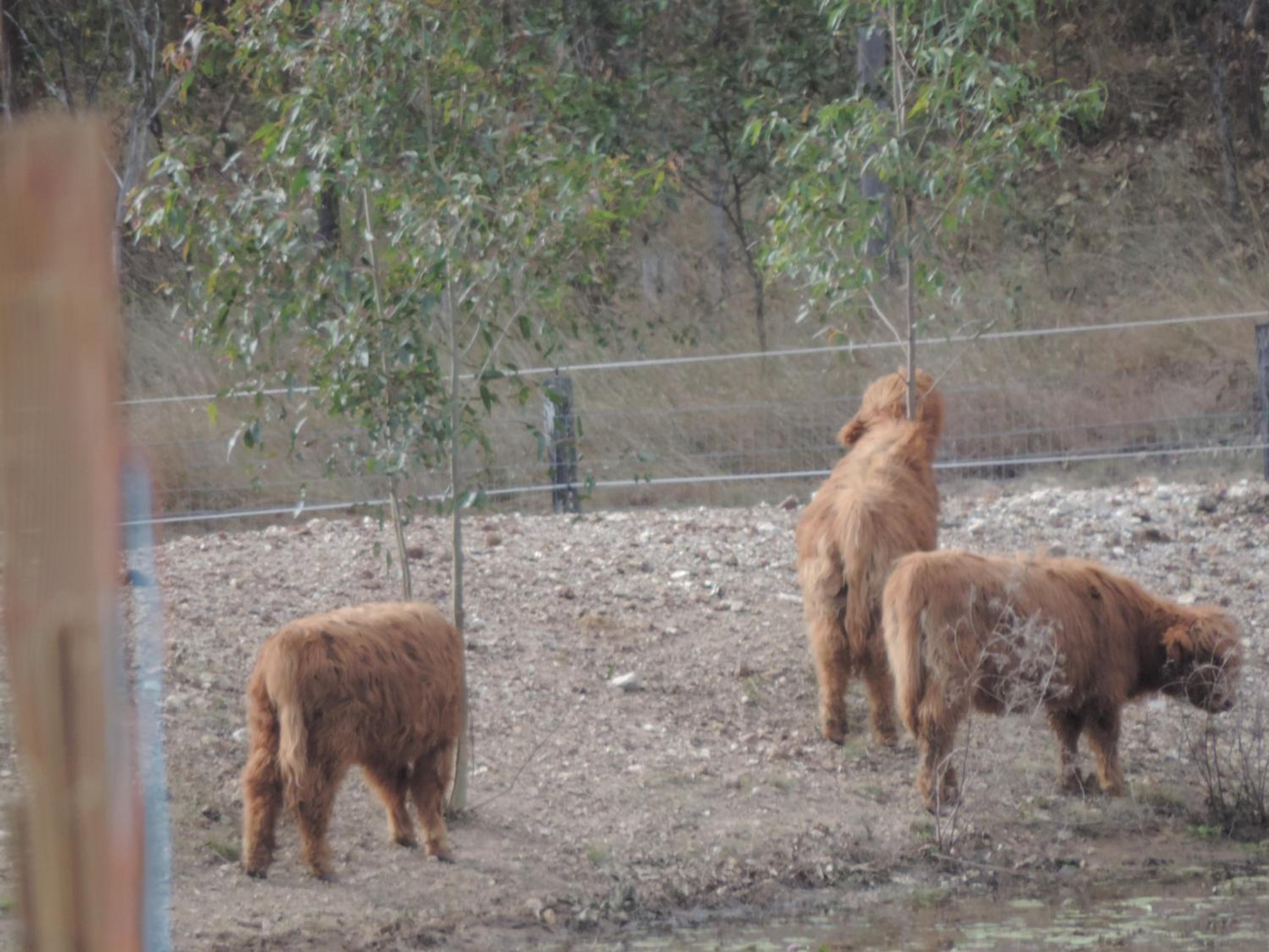 Sunrise Quarter Horse Stud
