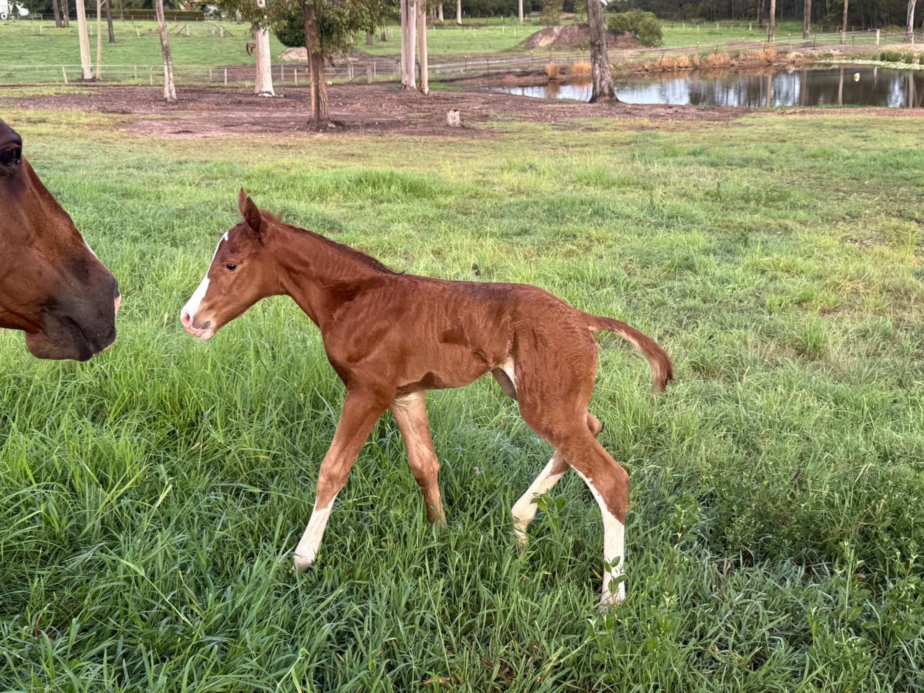 Sunrise Quarter Horse Stud