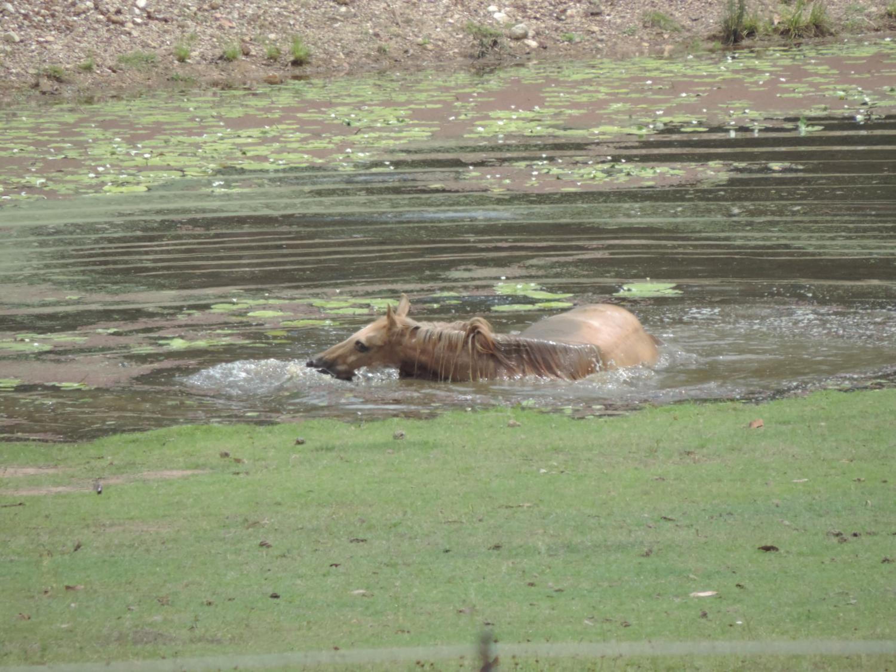 Sunrise Quarter Horse Stud