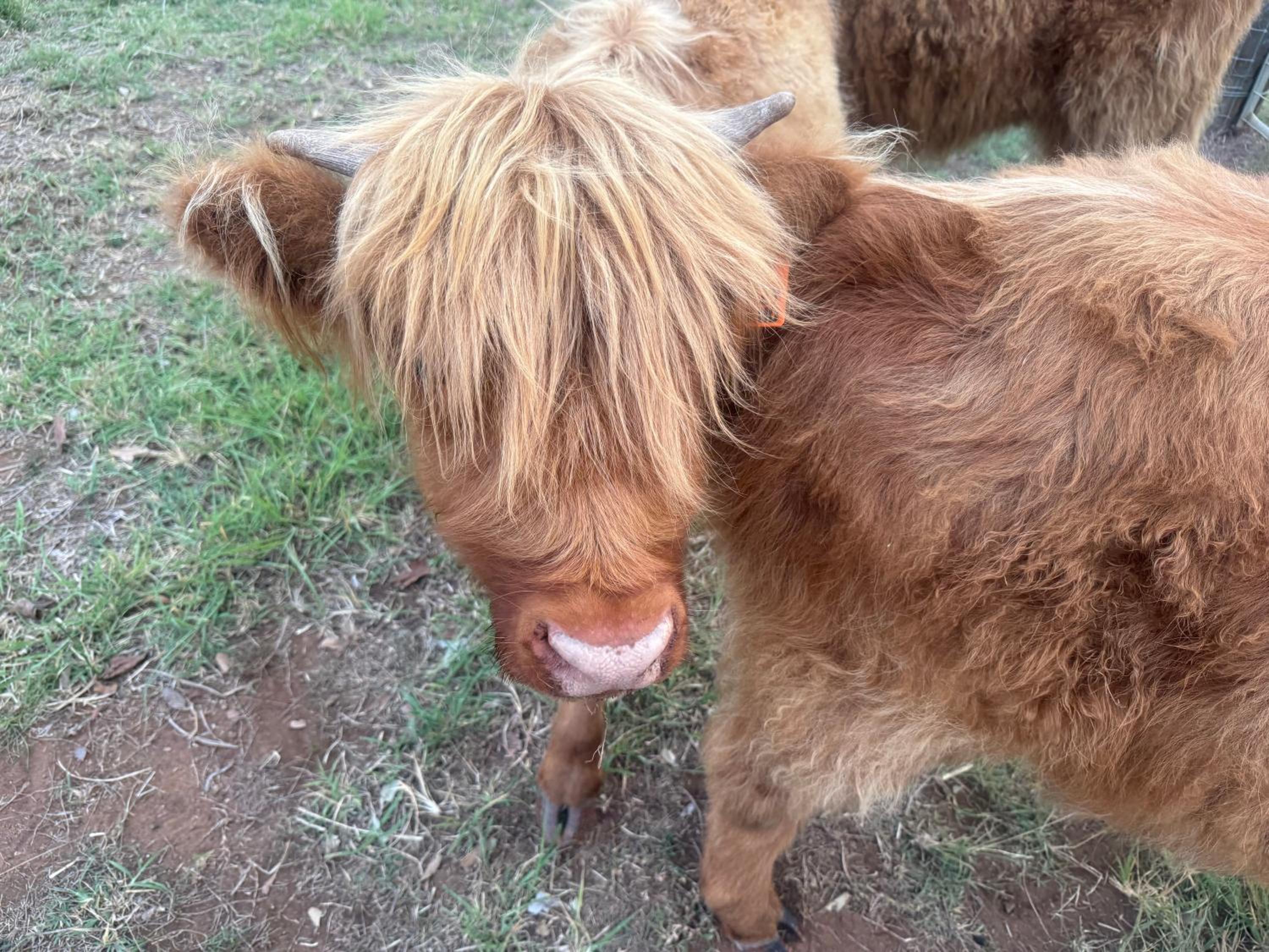 Sunrise Quarter Horse Stud