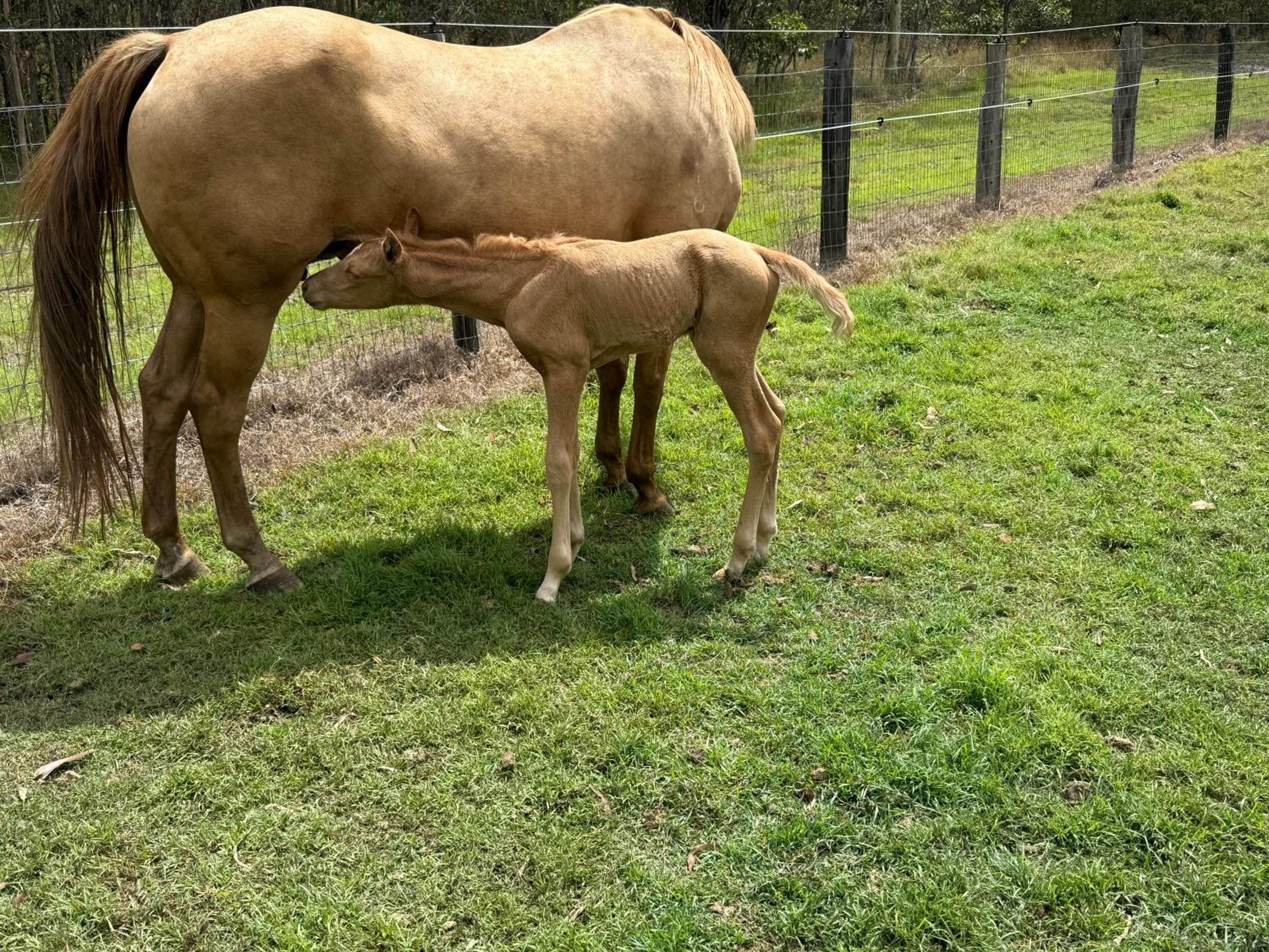 Sunrise Quarter Horse Stud