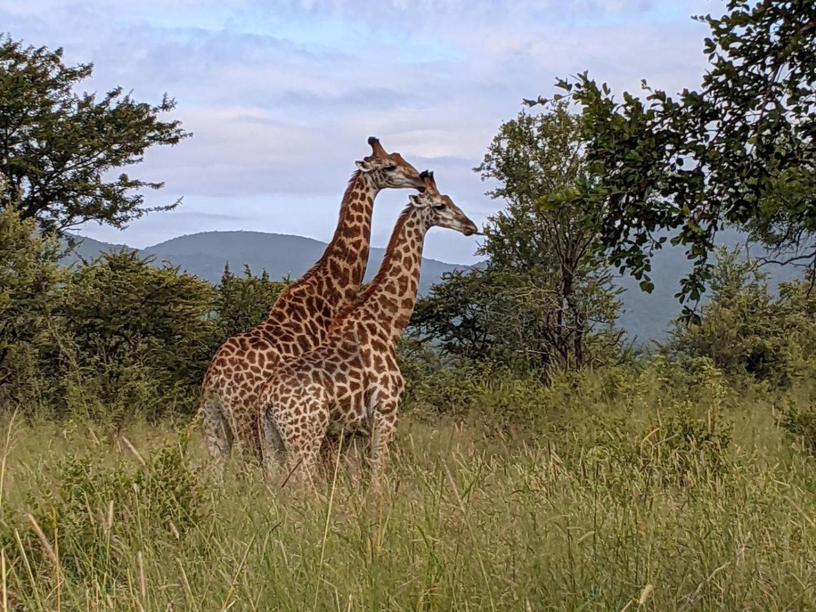 Mbuluzi Game Reserve