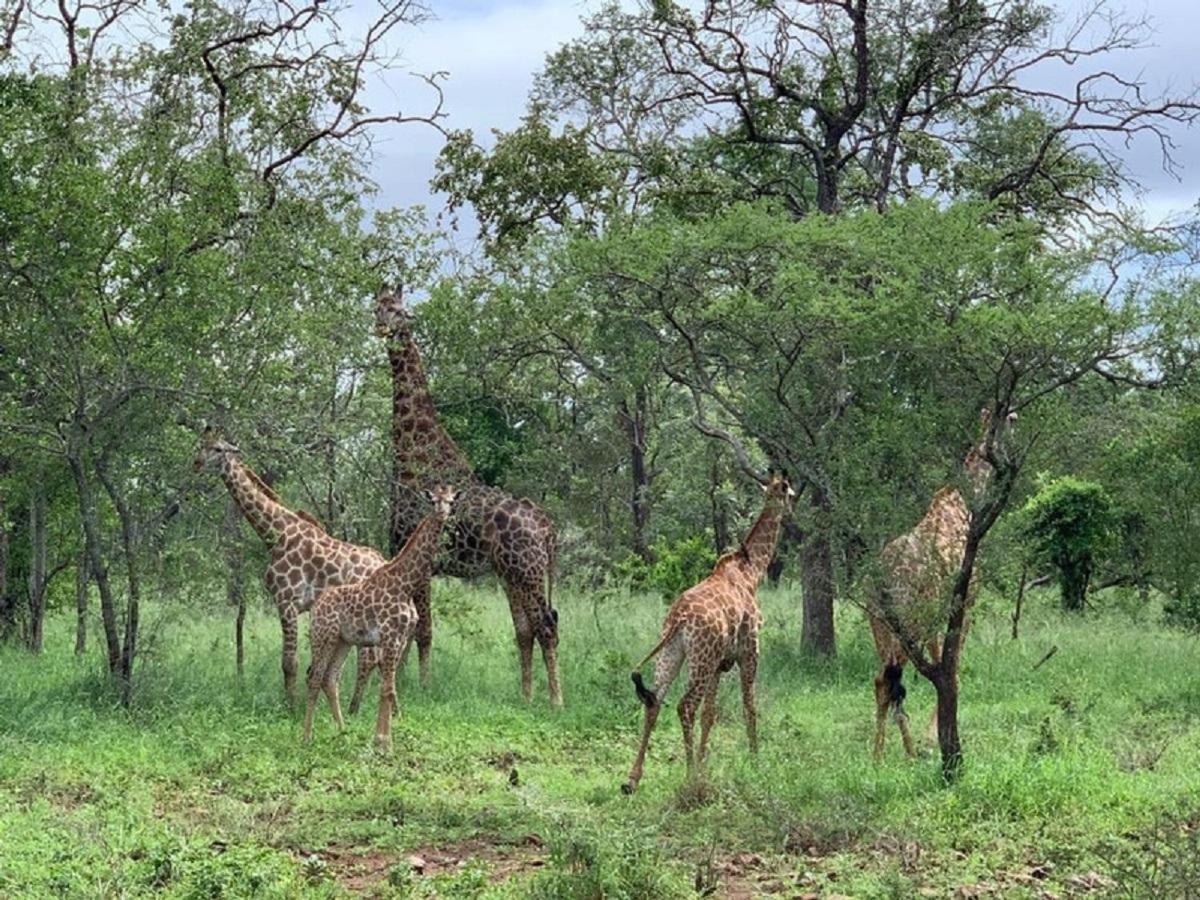 Mbuluzi Game Reserve