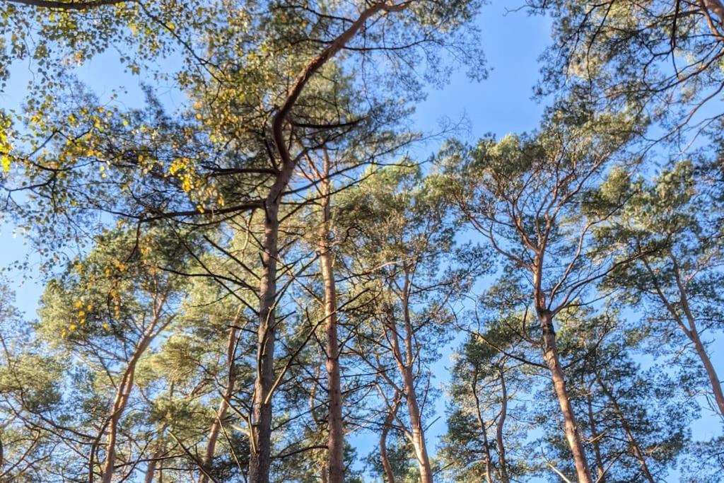 Waldvilla mit Tiny House im Küstenwald
