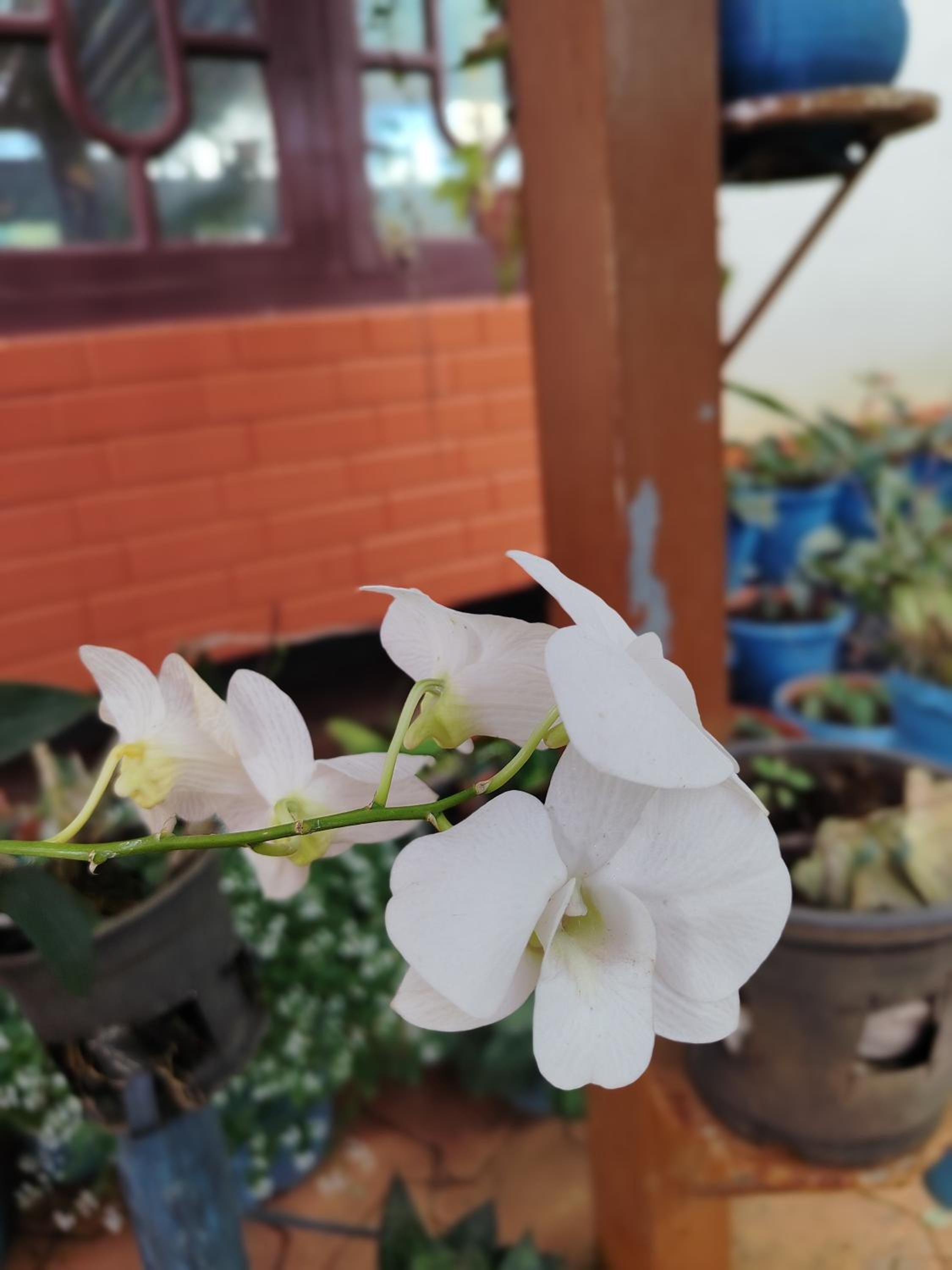 Shivalaya Homestay, Madikeri