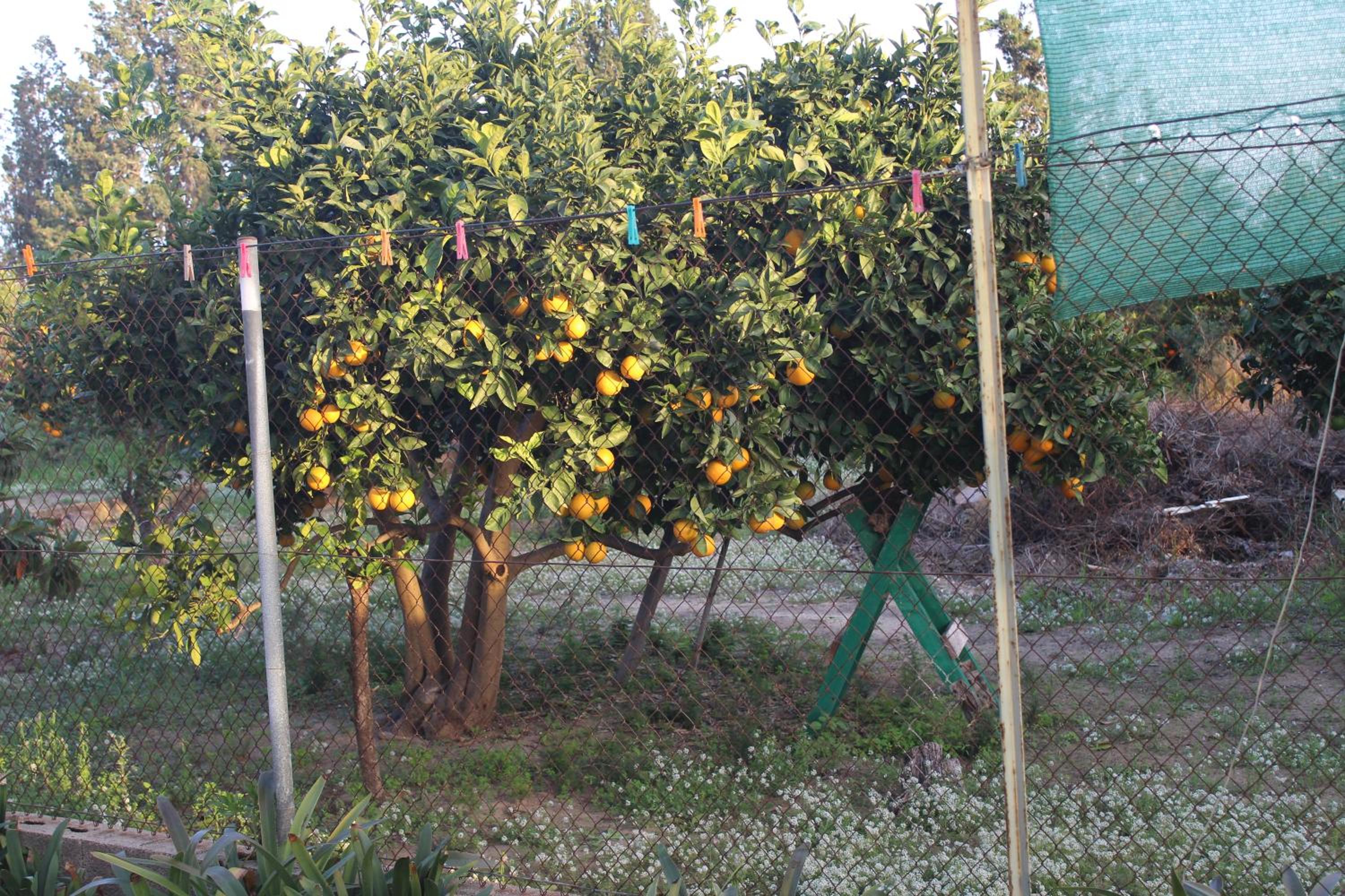 Photo 34