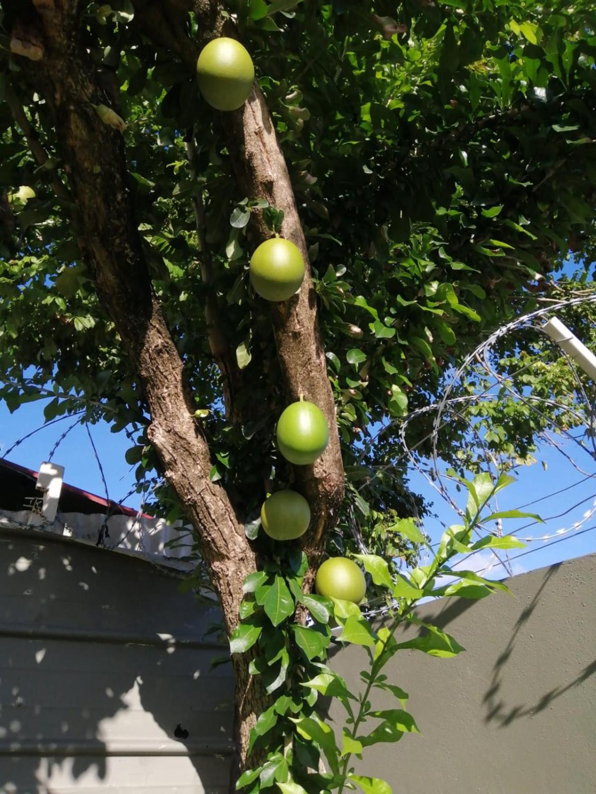 Photo 20