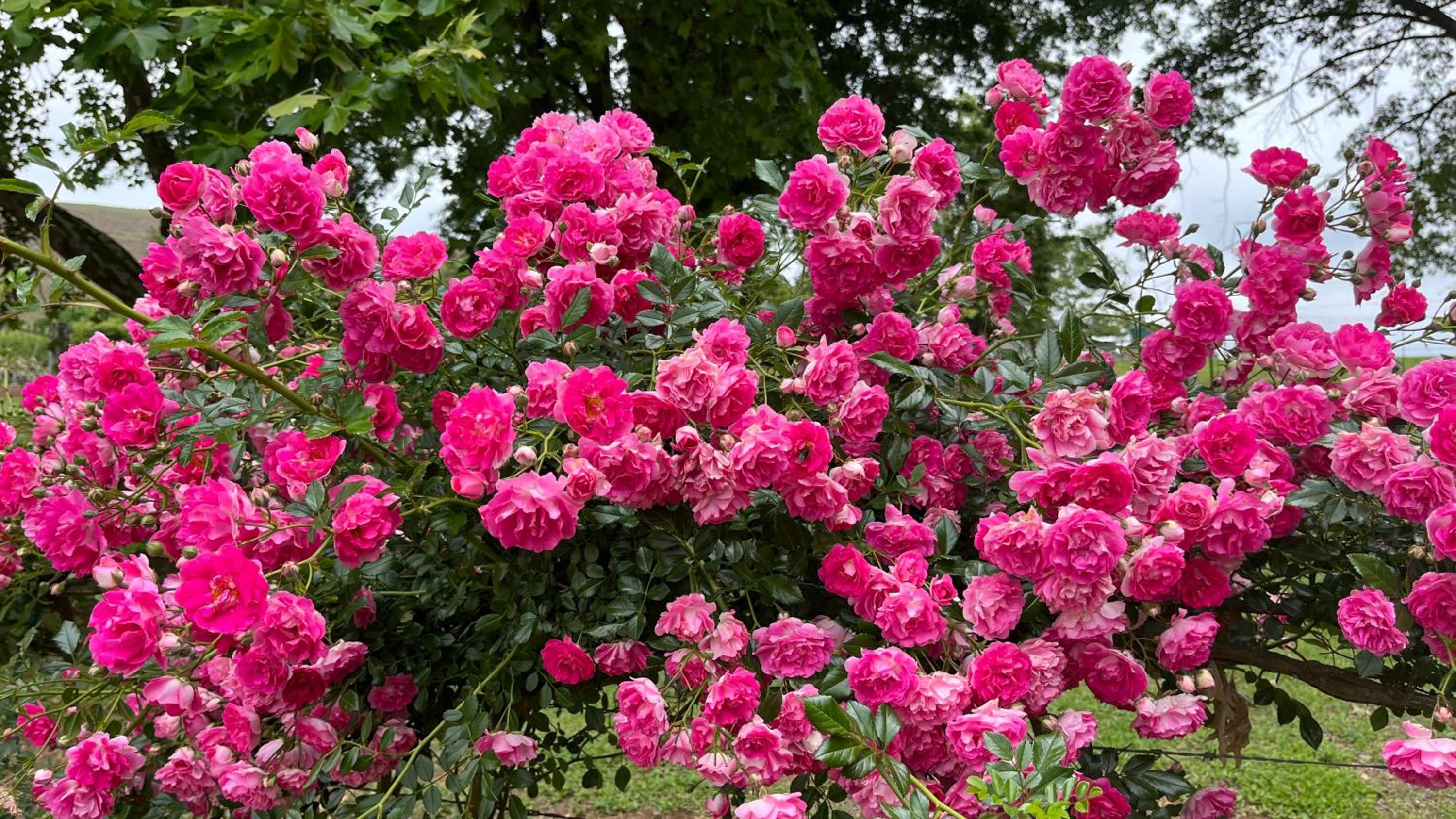 Photo 42