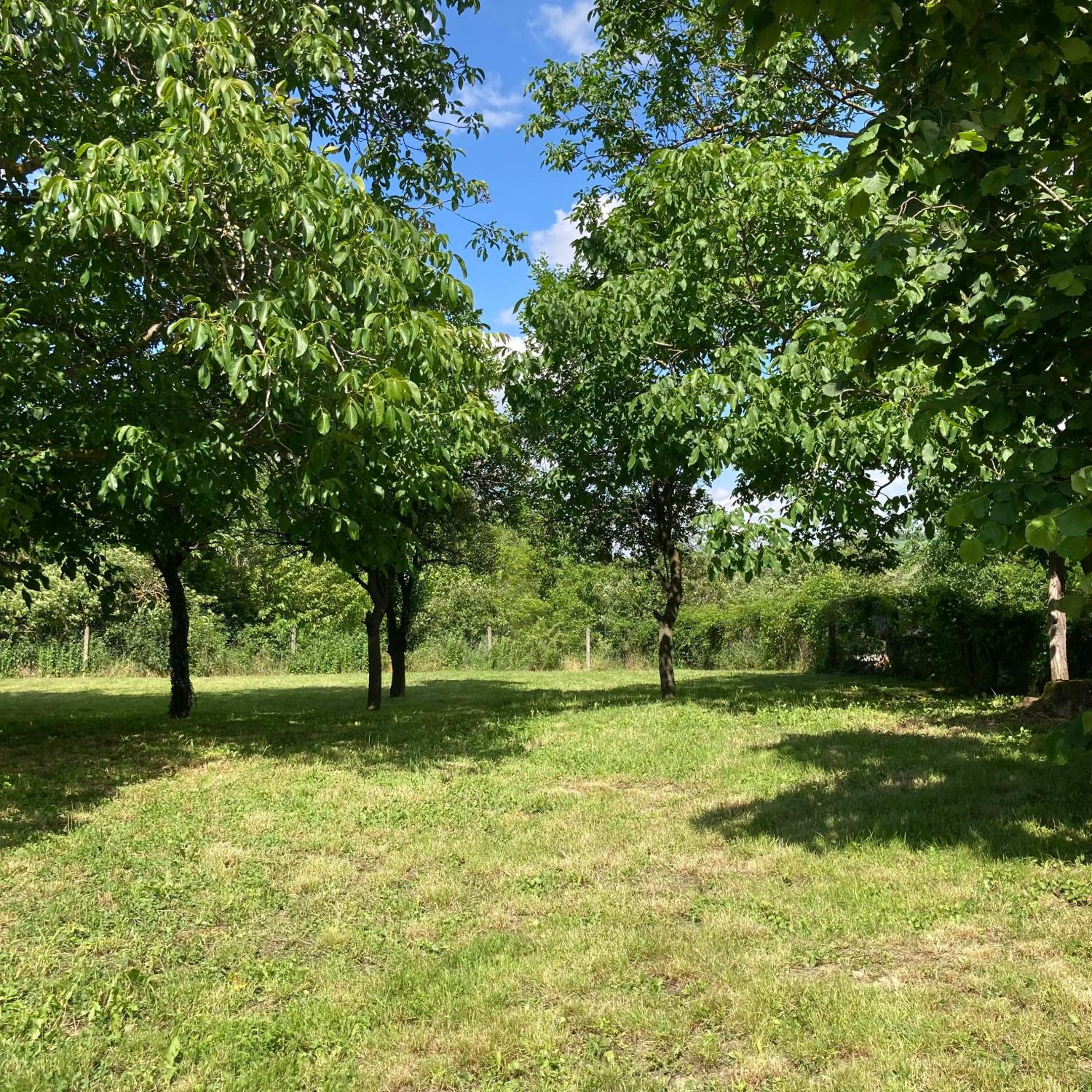 Photo 41