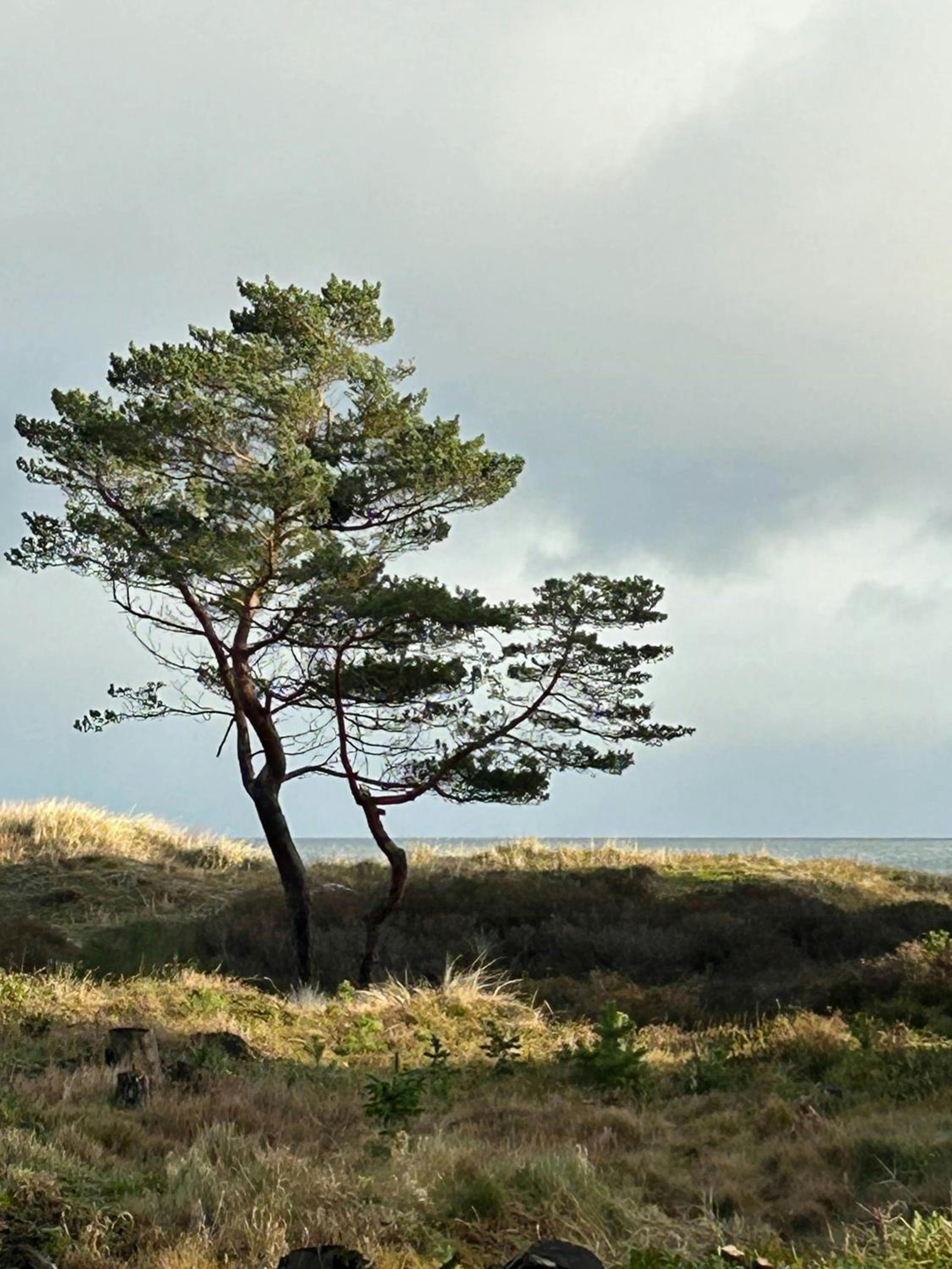 Architectural Home With Nature Plot On Bornholm