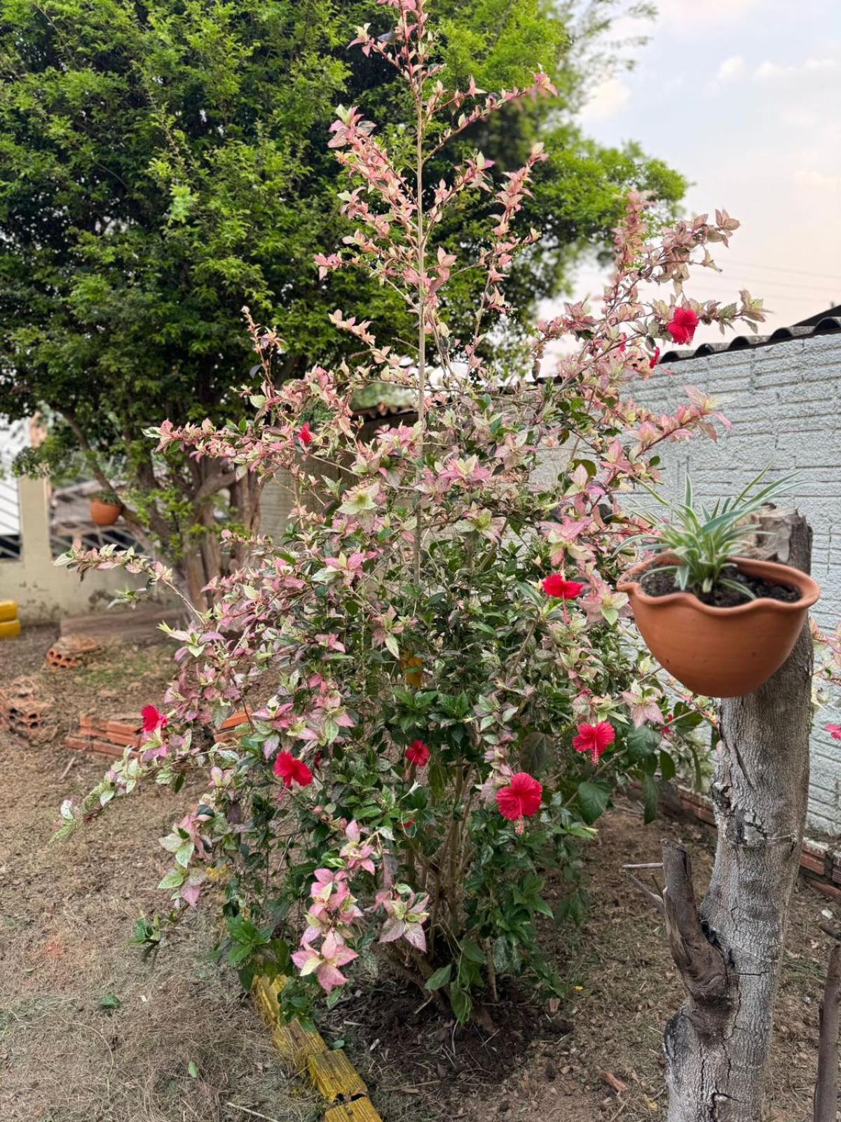 Casa Jardim jabuticabas na fronteira