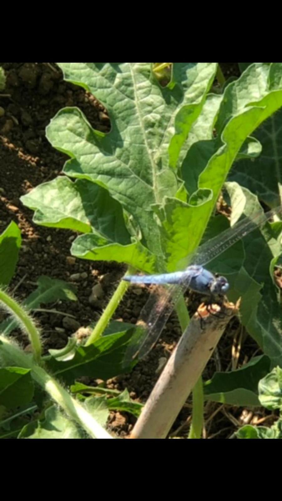 other