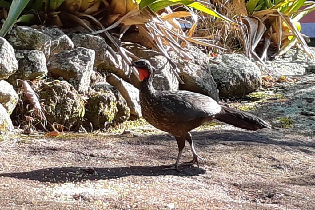 Tico-Tico das Araras, Petrópolis RJ