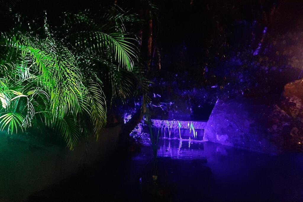 Tico-Tico das Araras, Petrópolis RJ