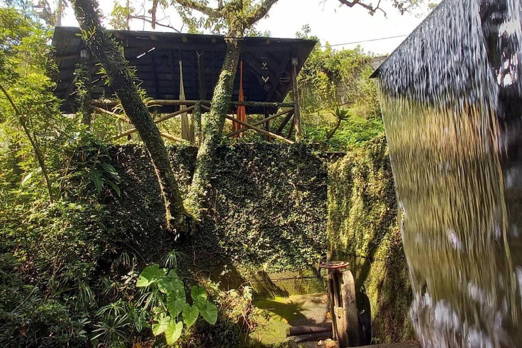 Tico-Tico das Araras, Petrópolis RJ