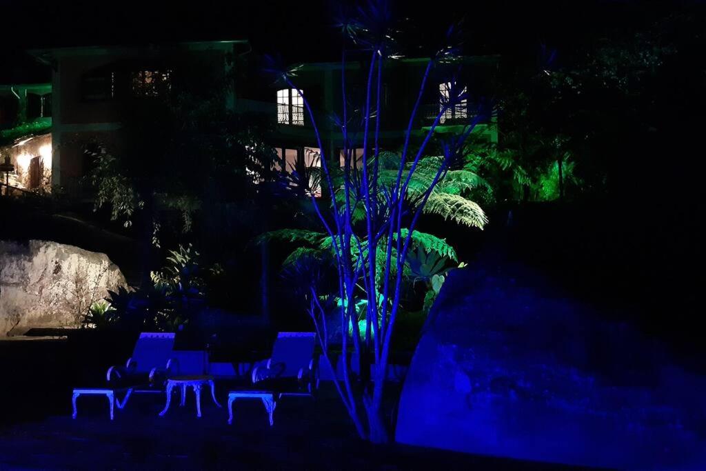 Tico-Tico das Araras, Petrópolis RJ