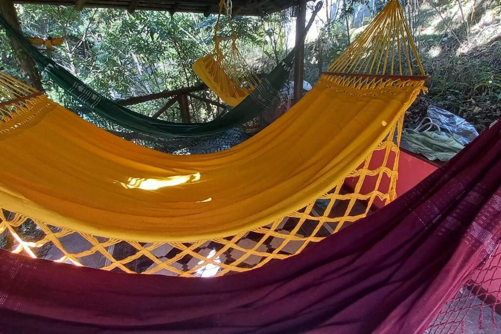 Tico-Tico das Araras, Petrópolis RJ