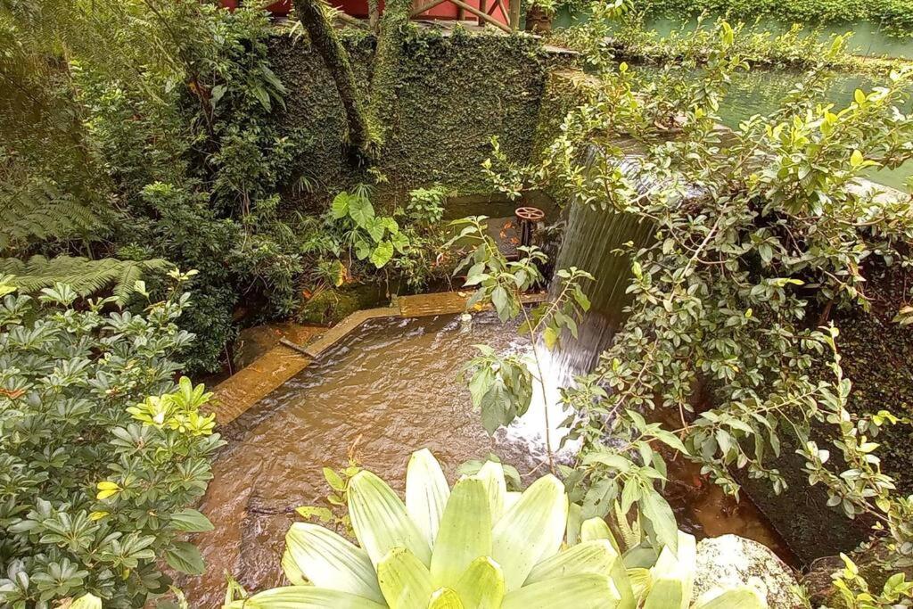 Tico-Tico das Araras, Petrópolis RJ