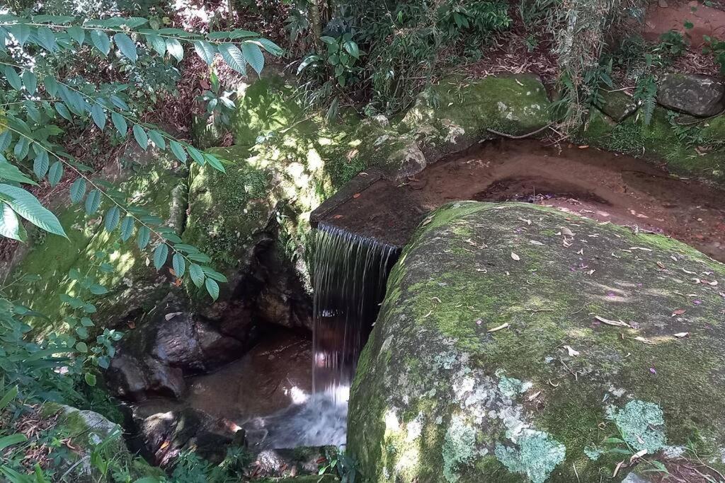 Tico-Tico das Araras, Petrópolis RJ