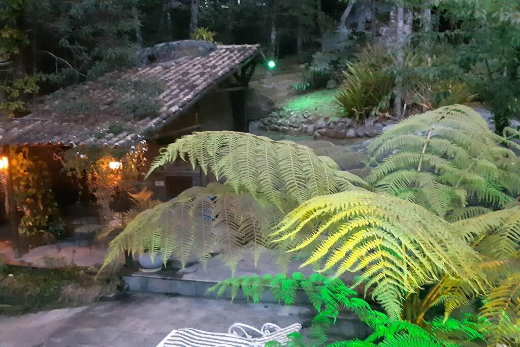 Tico-Tico das Araras, Petrópolis RJ