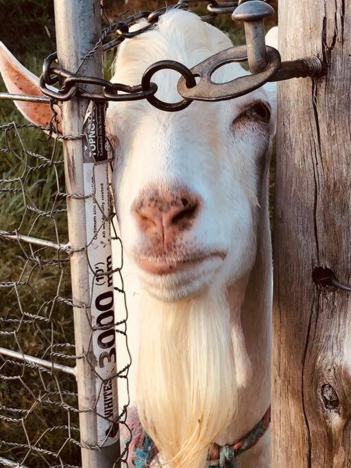 Cob Cabin - Sacred Earth Farm