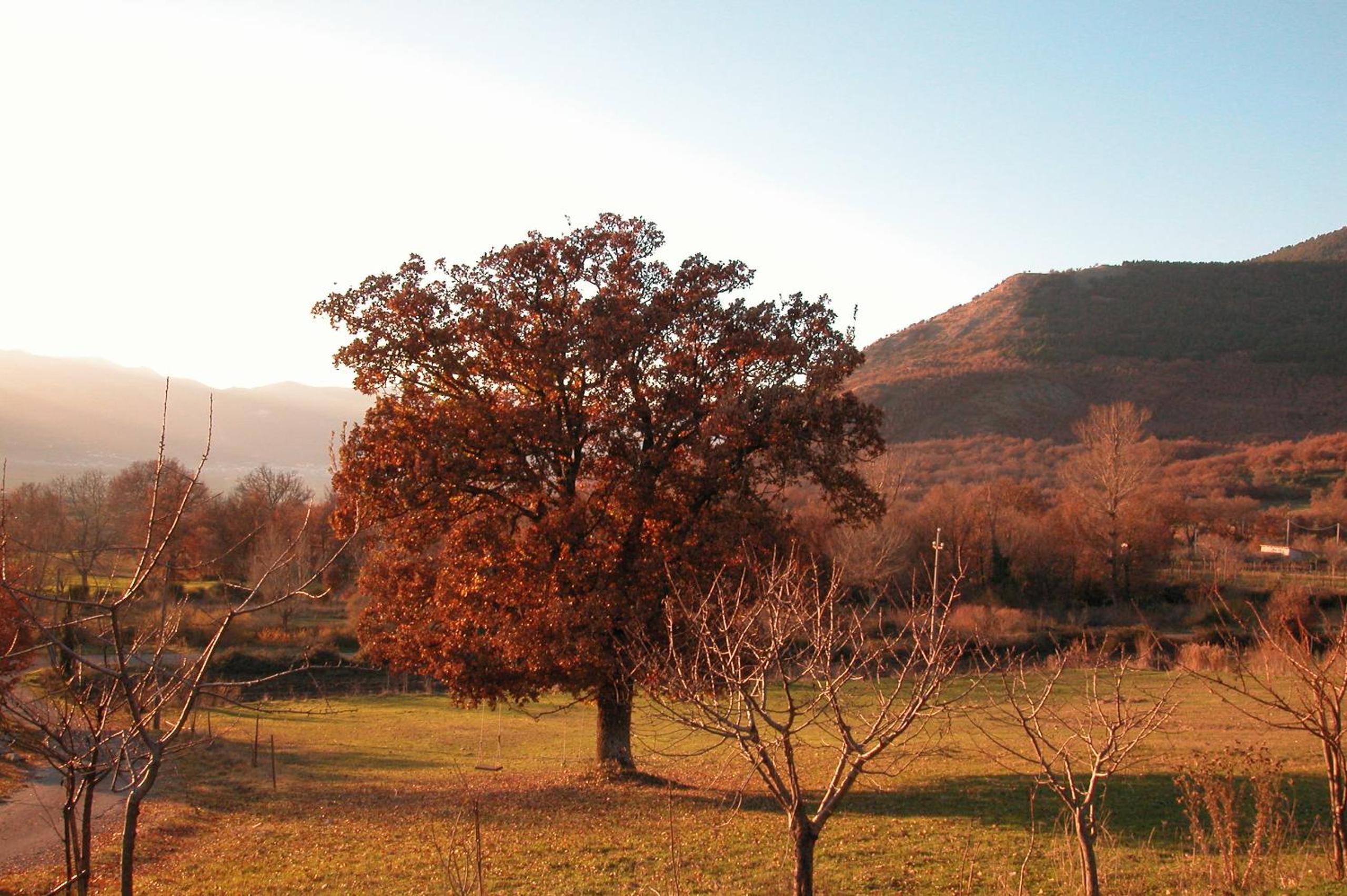 Azienda Agricola Il Querceto