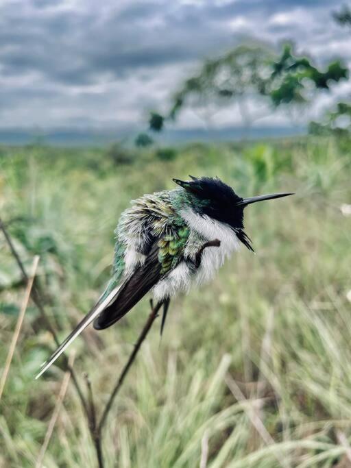 Chalés Sonho Verde - Refúgio no Coração do Cerrado