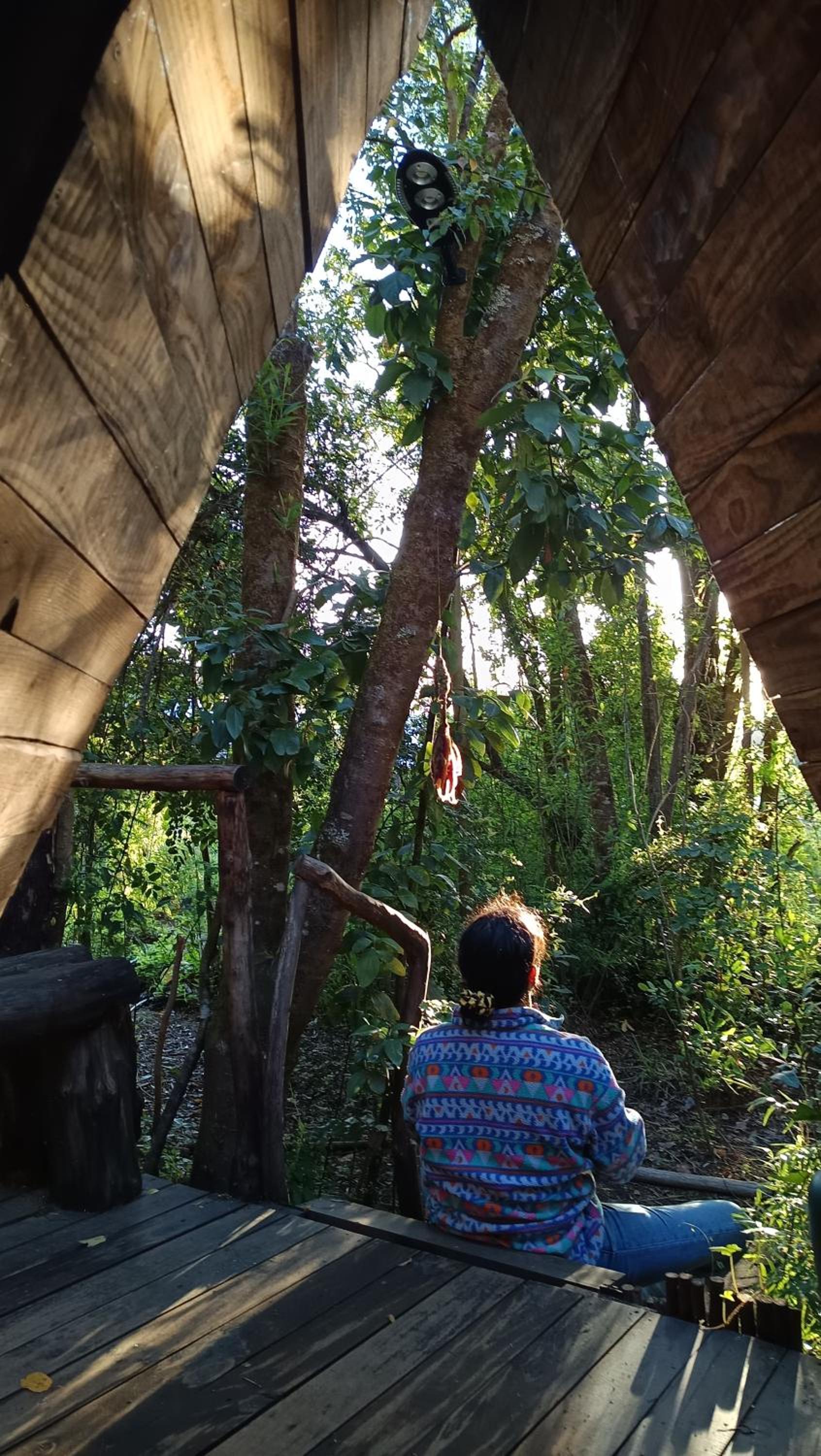 Domo el avellano inmerso en el bosque con tinaja incluida