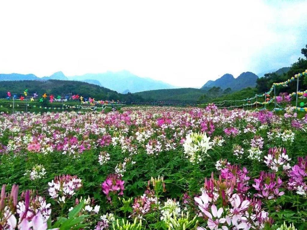 Shaoguan Palace International Resorts