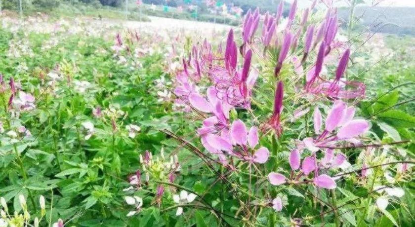 Shaoguan Palace International Resorts