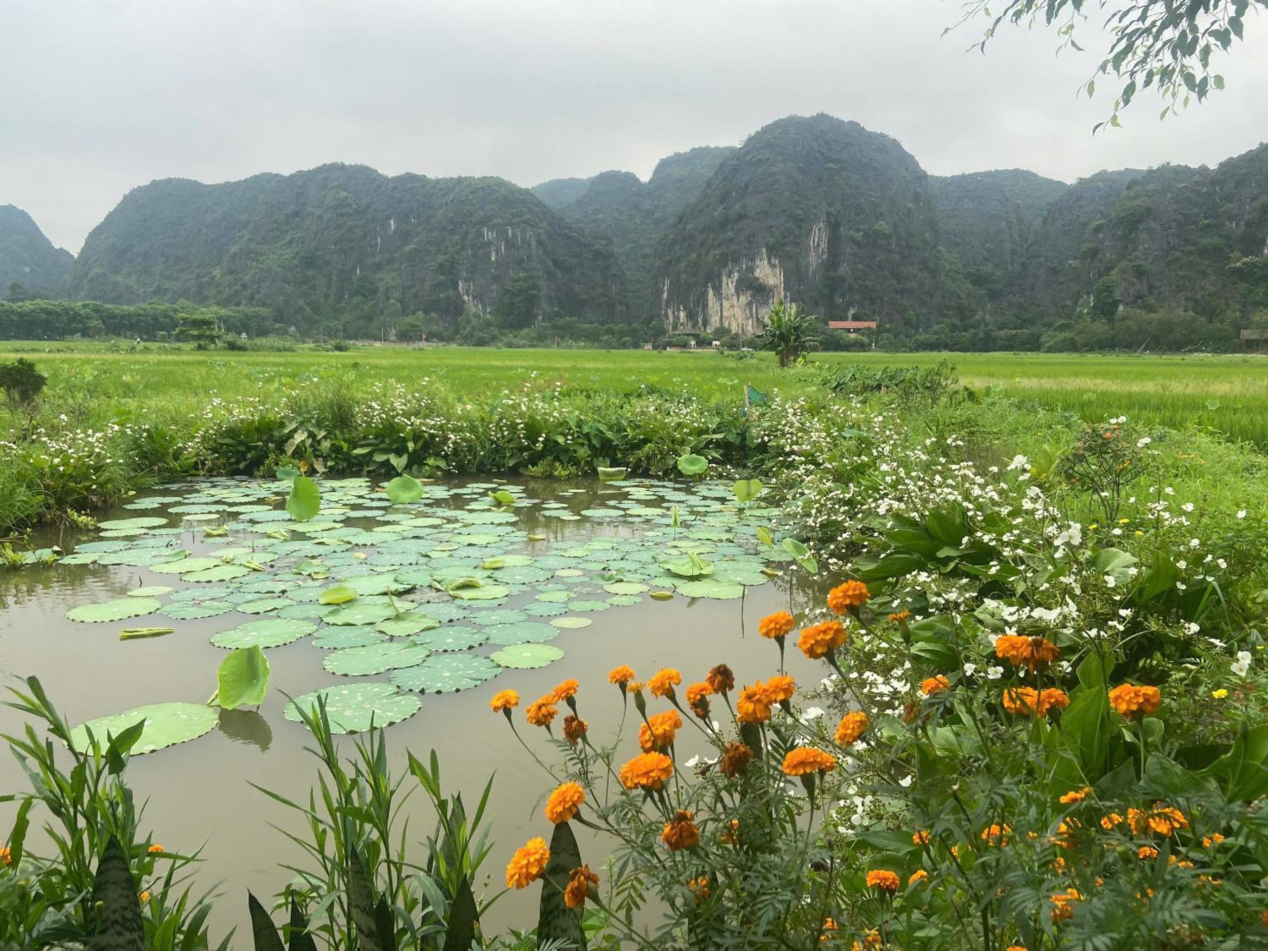 Tam Coc Mountain View Homestay