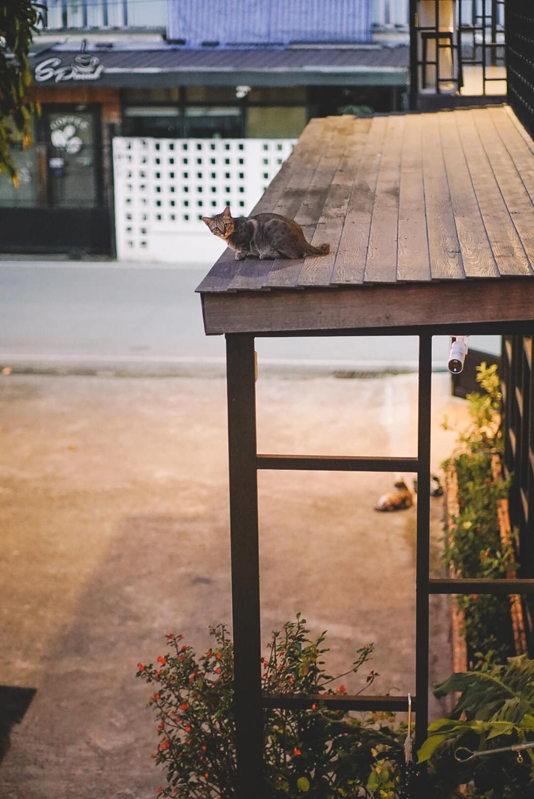 Sleepy House Chiang Rai