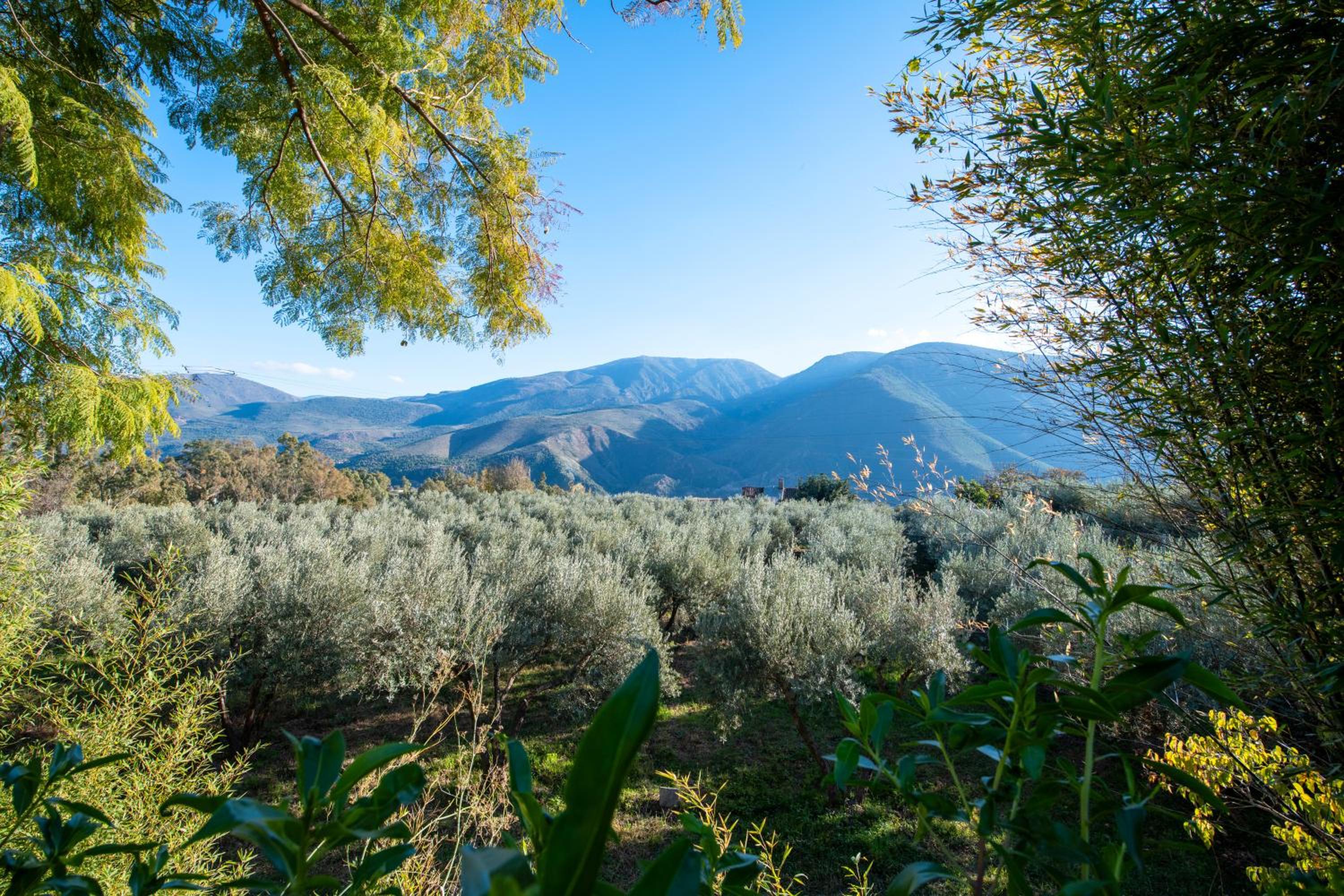 Cortijo Cabra Montés
