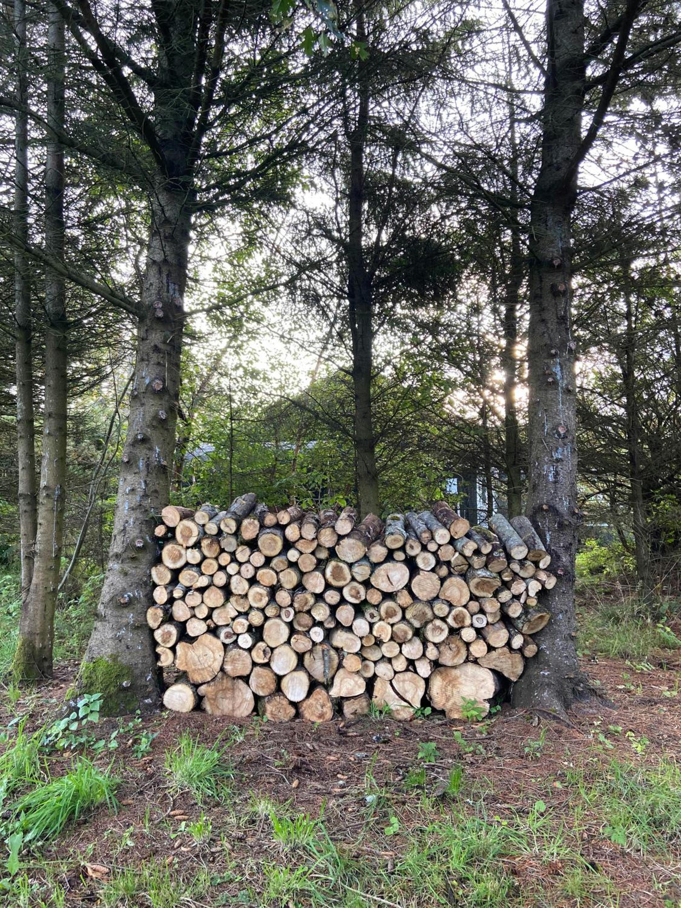 A Gem In The Woods Close To The North Sea view 3